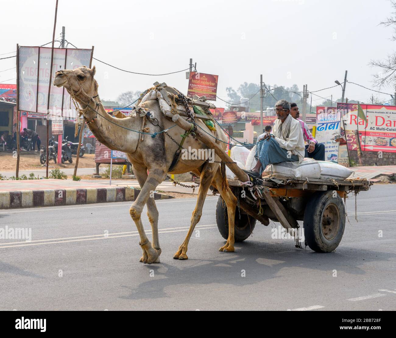 Kamel zieht eine Karre, Uttar Pradesh, Indien Stockfoto