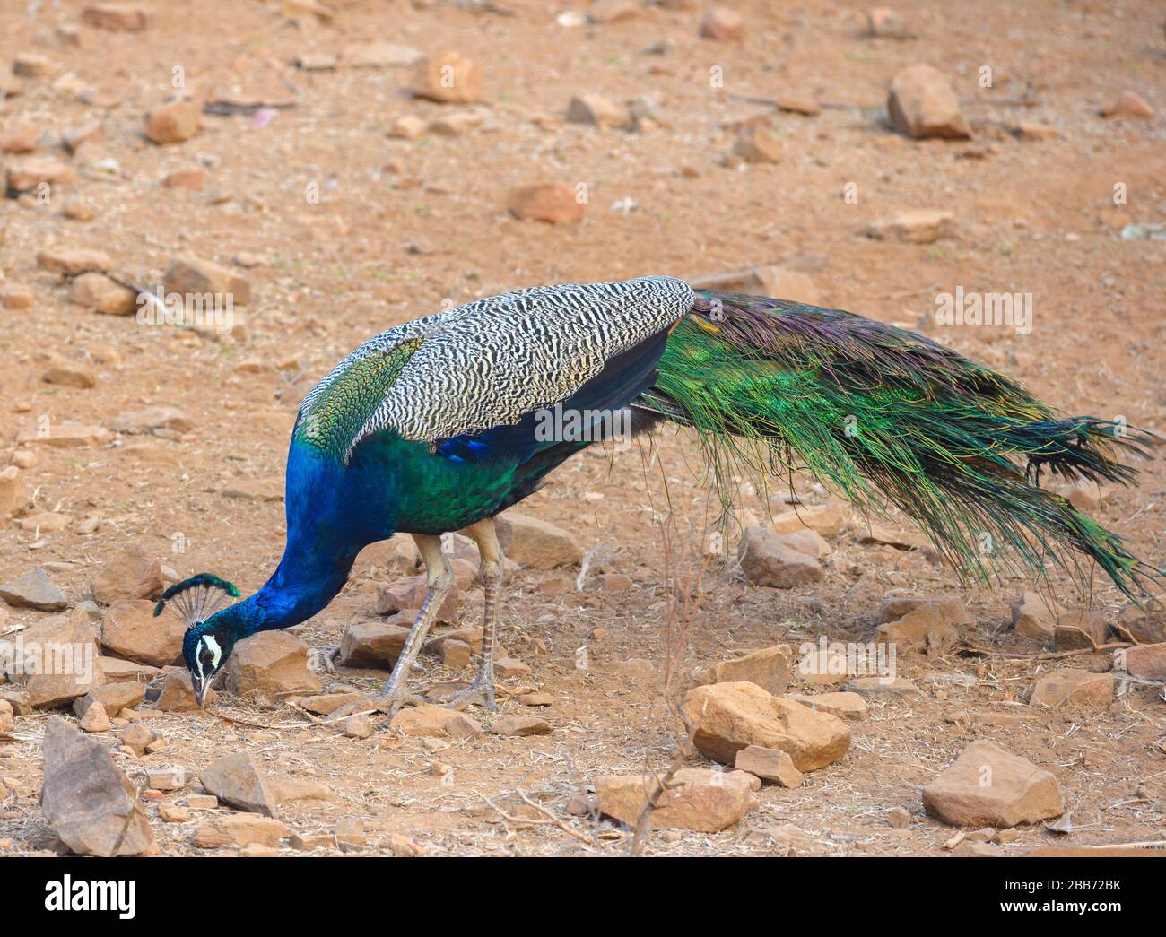 Indische Pfaueneule/Pfau (Pavo Cristatus), Ranthammore National Park, Rajasthan, Indien Stockfoto