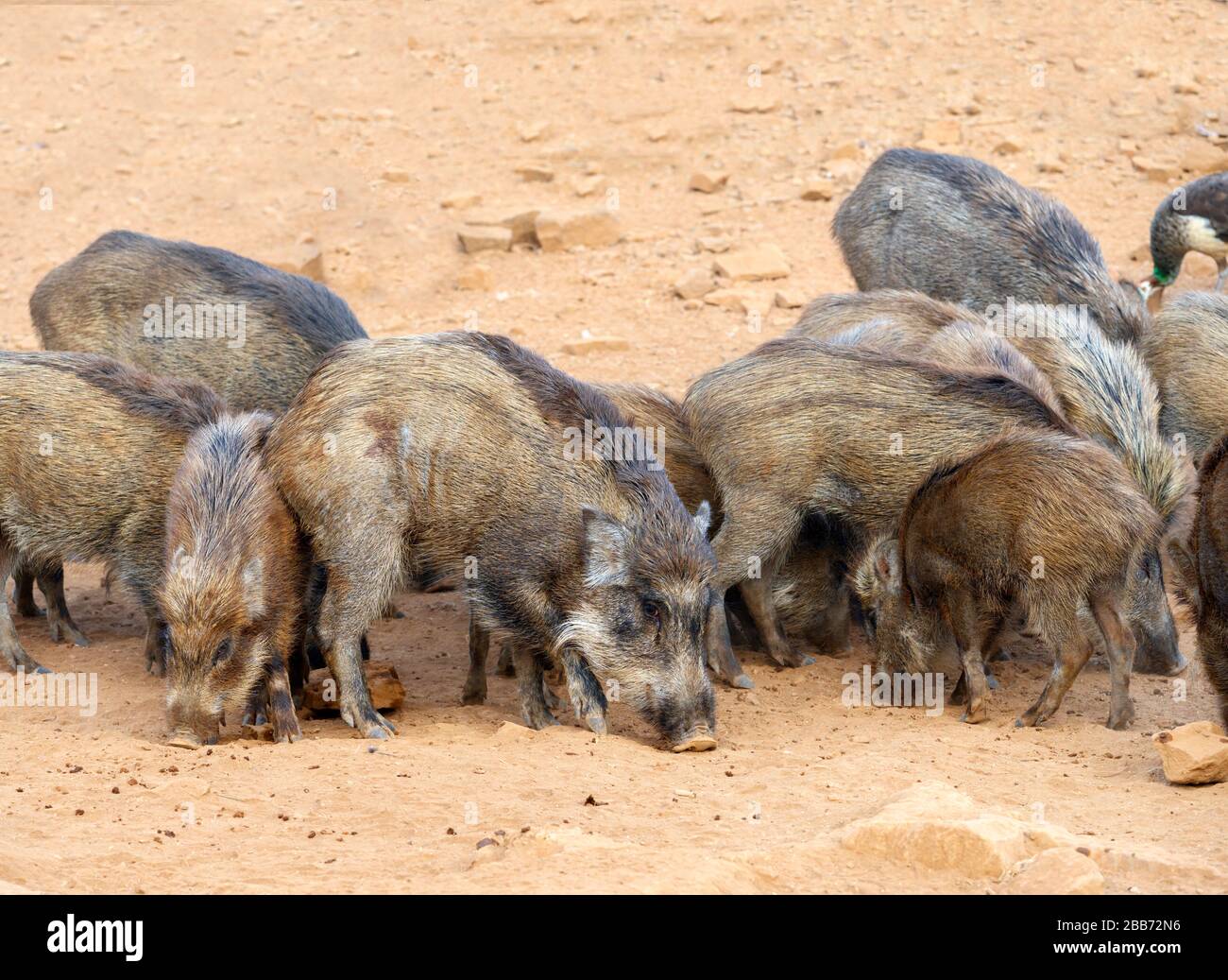 Wildschwein (Sus scrofa) im Ranthammore National Park, Rajasthan, Indien Stockfoto