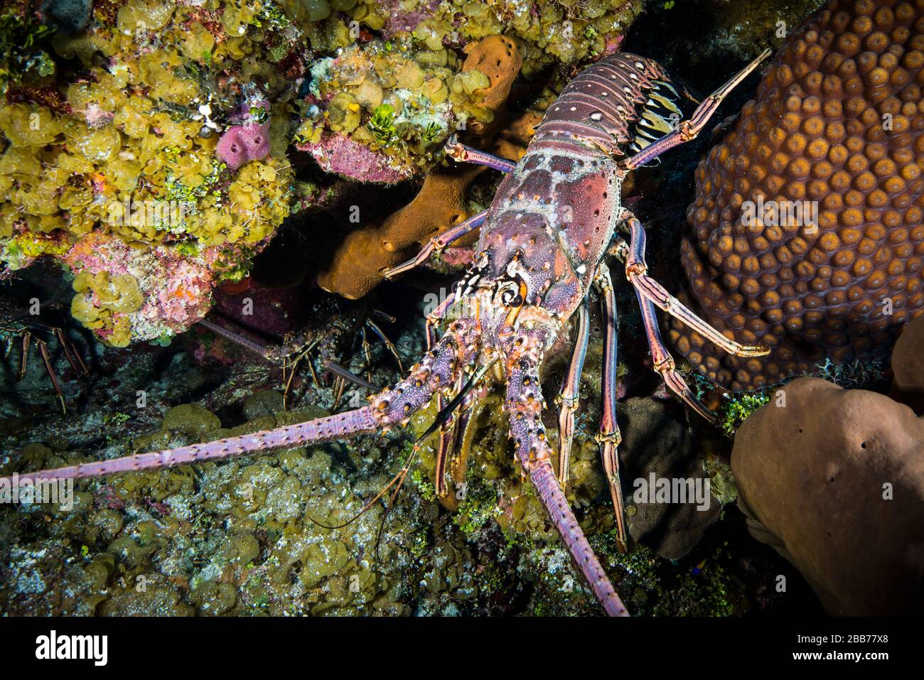 Karibischer stacheliger Hummer auf dem Korallenriff von Little Cayman in der Karibik Stockfoto