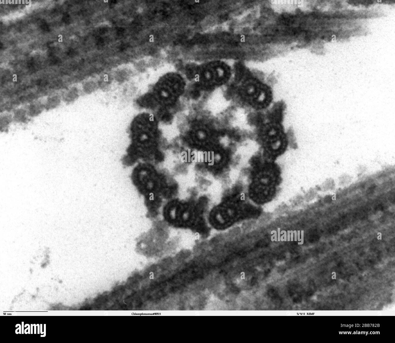 Chlamydomonas reinhardtii Fotos und Bildmaterial in hoher Auflösung
