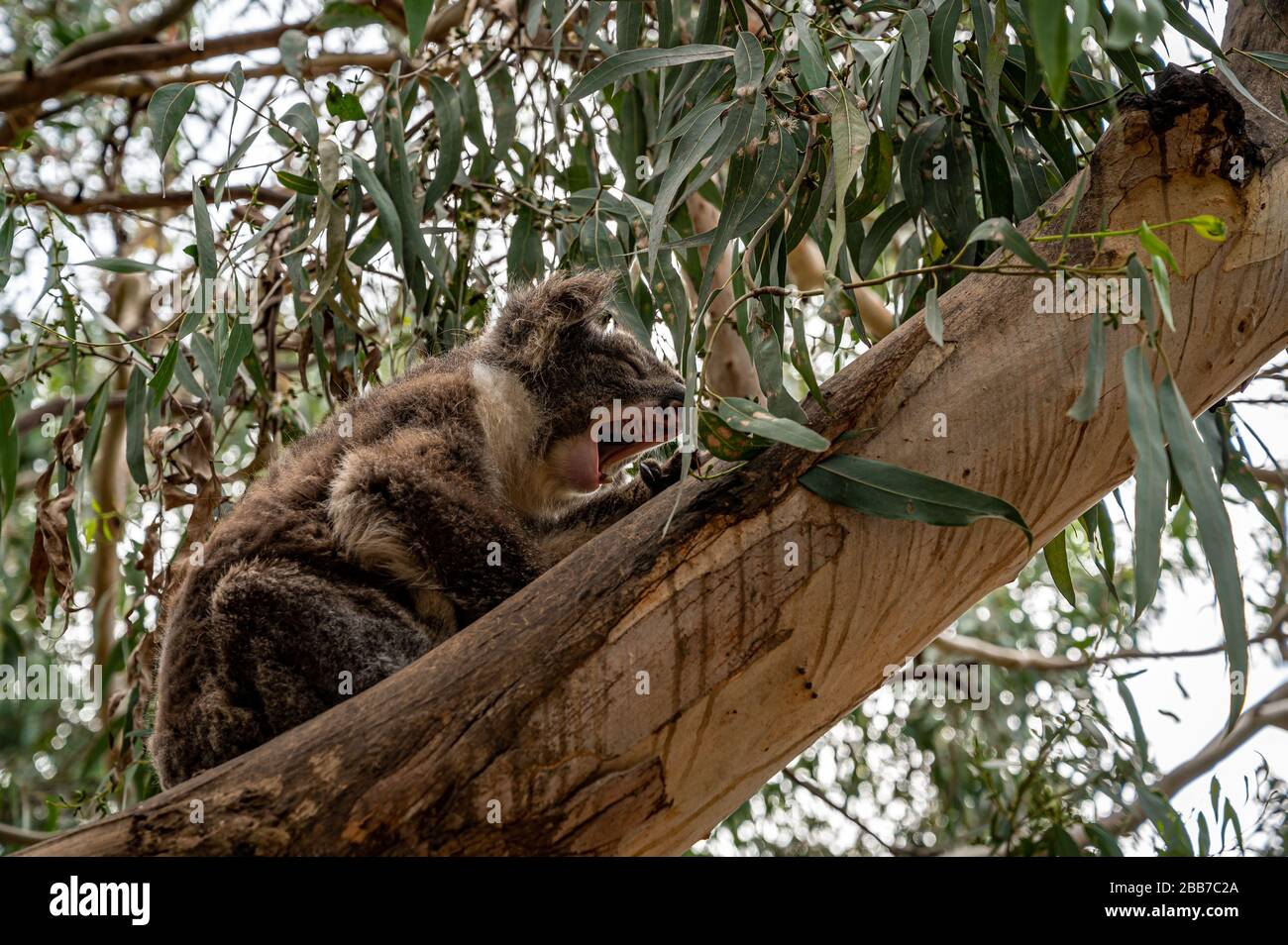 Gähnende Koala in Eukalyptusbaum, Kennet River, Great Ocean Road, Australien Stockfoto