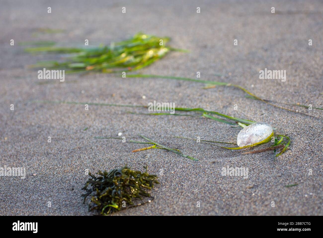 Meerestiere am Ufer: Grünalgen und ein silberglitzernder Quallen Stockfoto