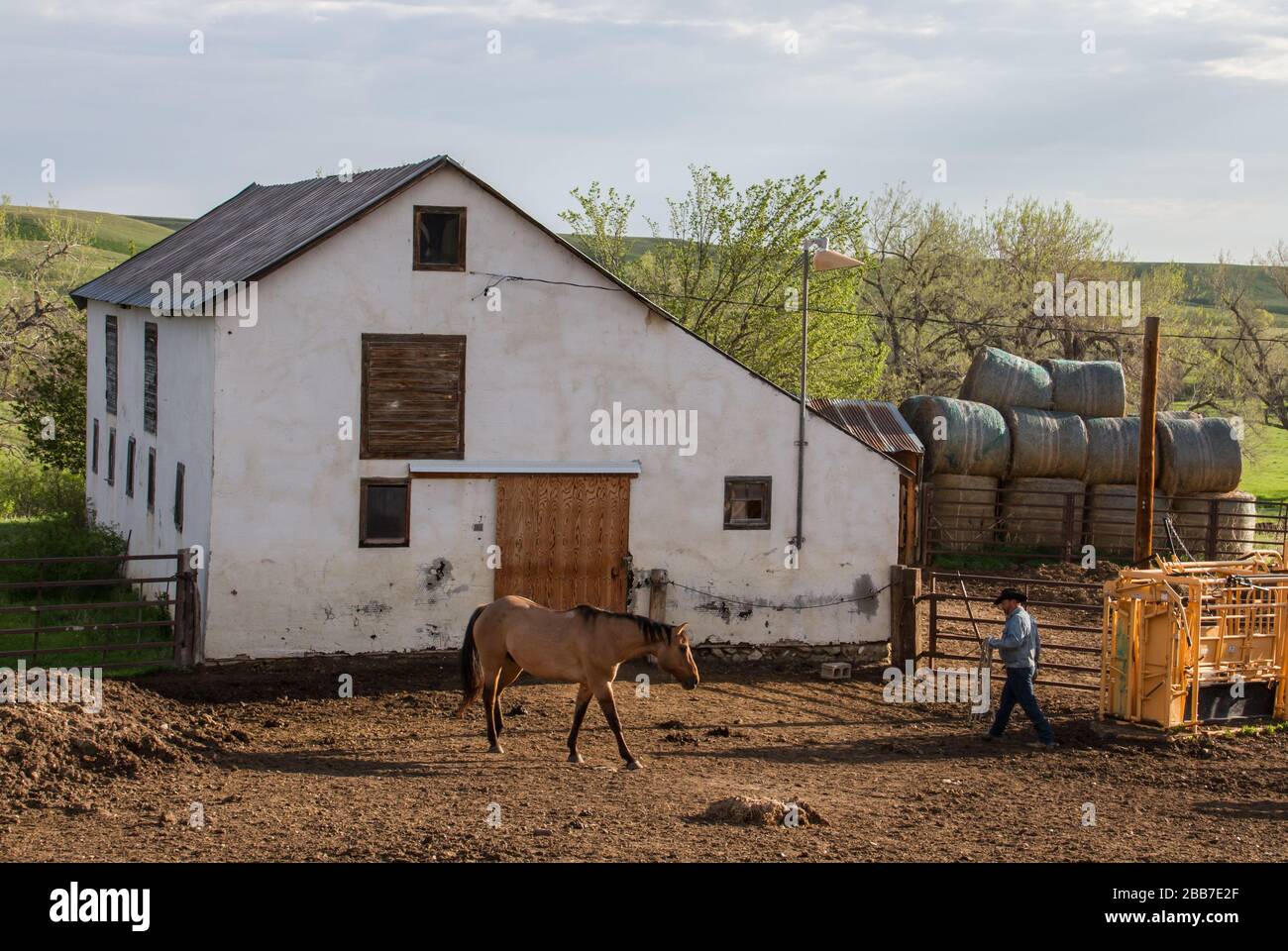 Ein Rancher geht in die Scheune, um Pferde in der Ranch-Zentrale zu satteln. Stockfoto