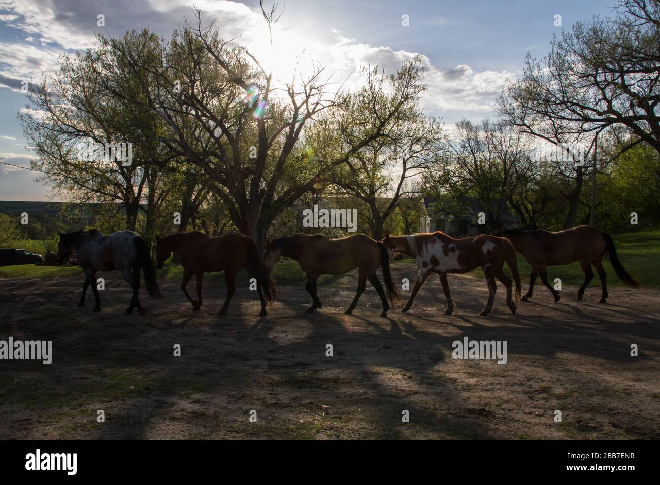 Vor dem Umzug der Federvieh wandern Sattelpferde in die Zentrale. Stockfoto