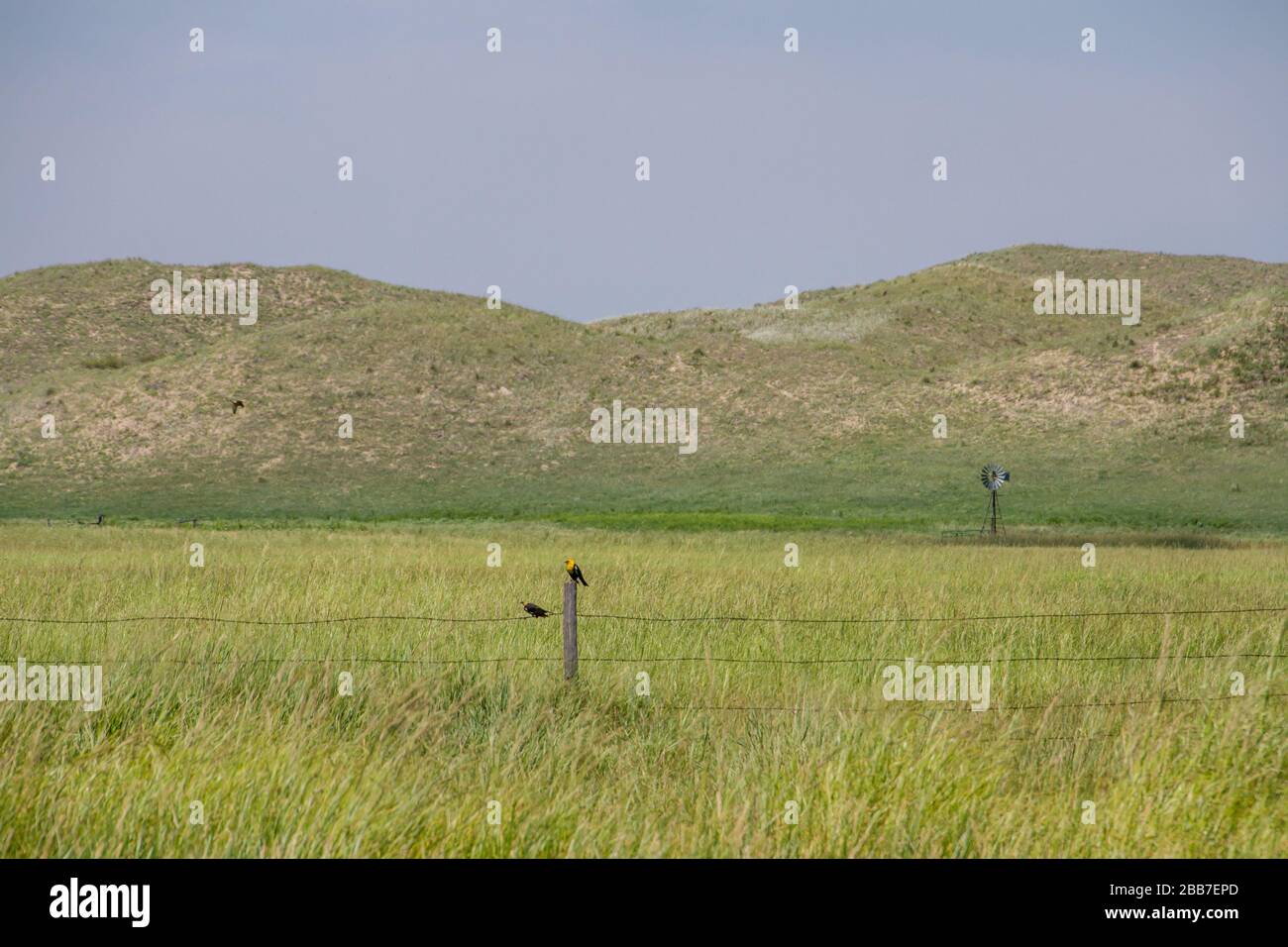 Die Ranch beherbergt eine Vielzahl von Vögeln, das sind Gelbkopfschwärze, in ihren Grasländern und Riparengebieten. Stockfoto