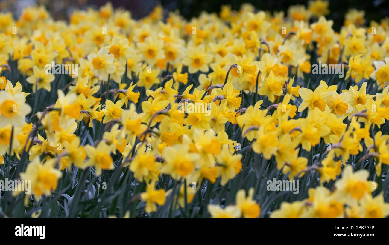 Leuchtend gelbe Narzienblumen Stockfoto