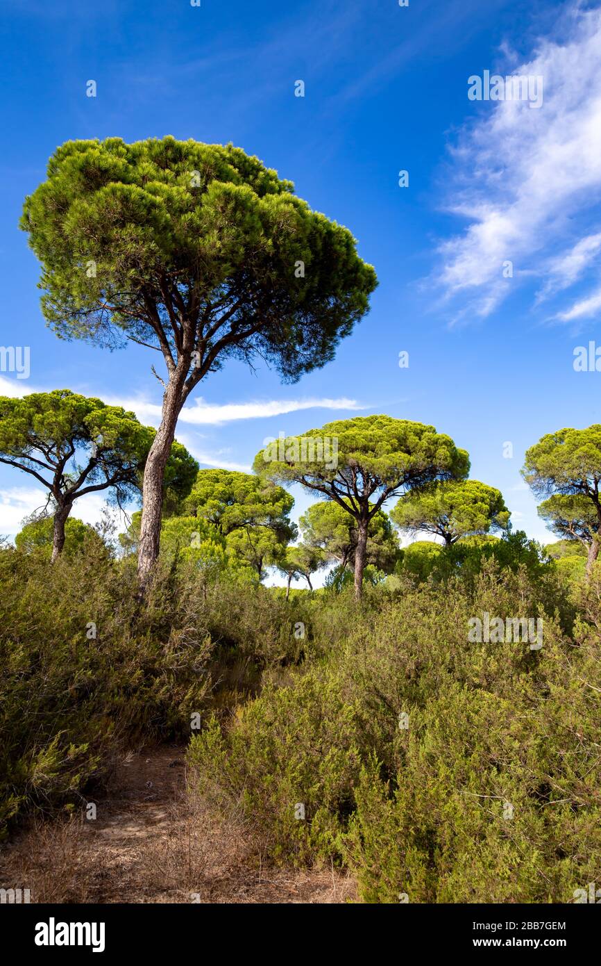 Pinien im Donana-Nationalpark, Andalucia, Spanien. Stockfoto