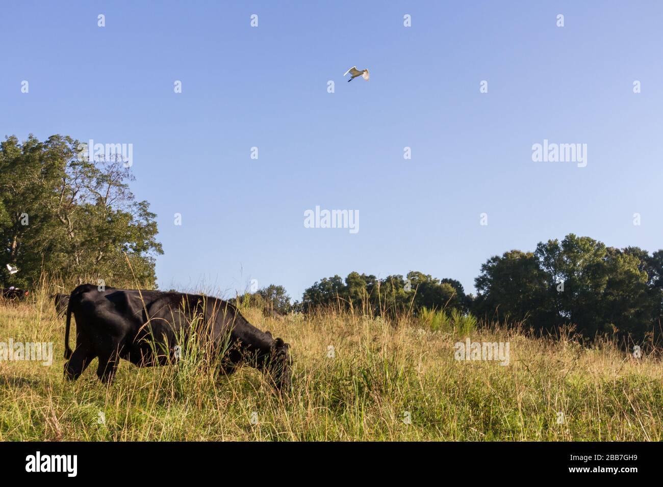 Rinder auf der Weide Stockfoto