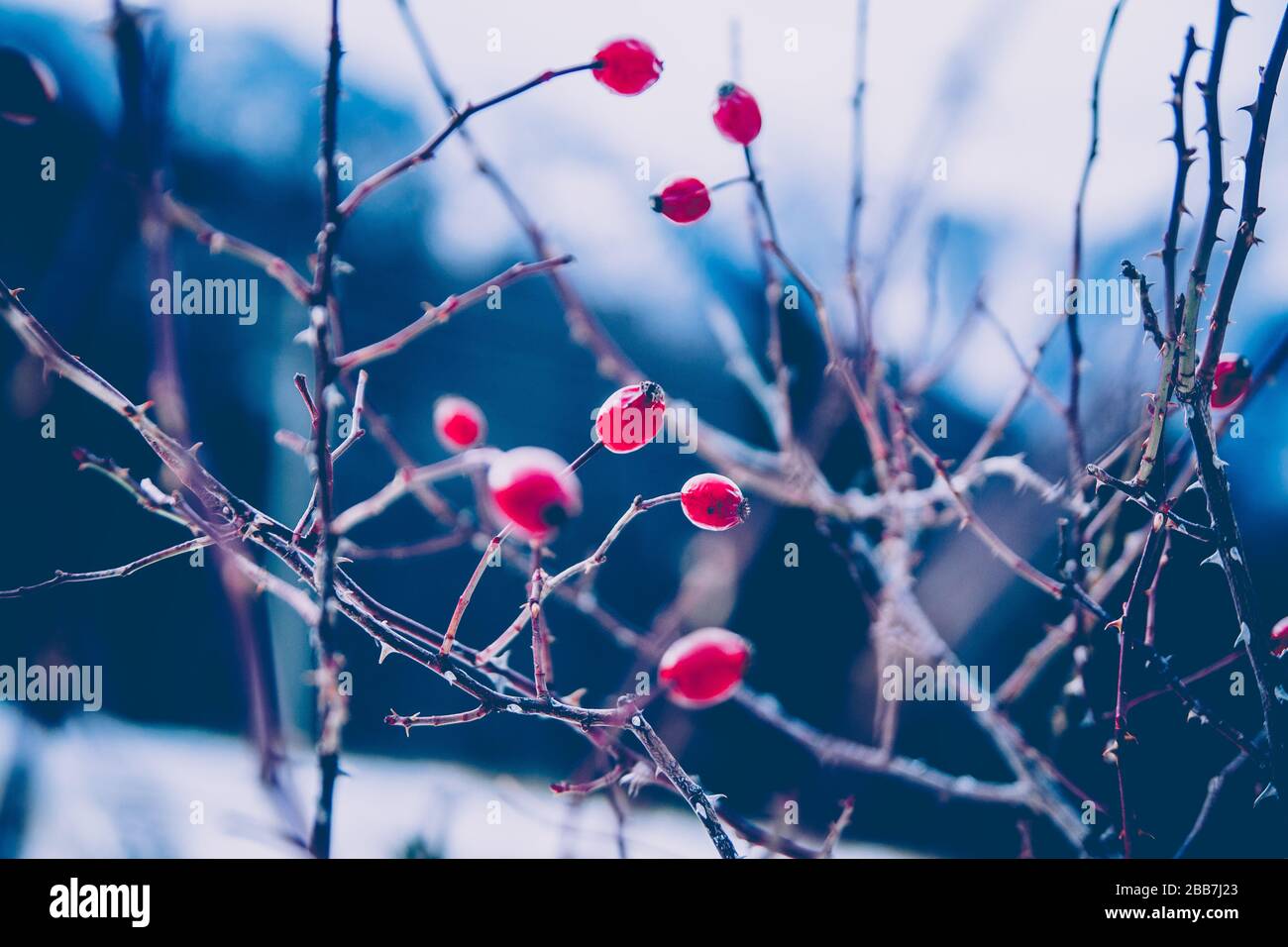 Hawthorns während der kalten Tage. Stockfoto