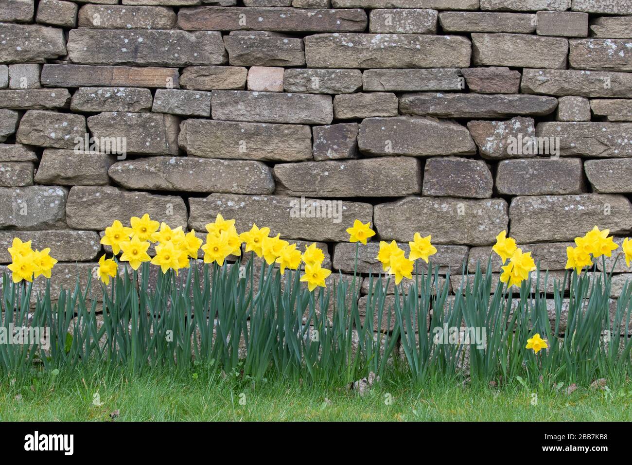 Leuchtend gelbe Narzienblumen gegen eine trockene Steinwand Stockfoto