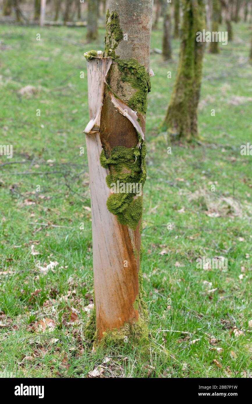 Zu lange um den Baum herum sind Baumschützer aus Kunststoff geblieben, was zu Baumschäden und Plastikeinwurf führt - Schottland Großbritannien Stockfoto