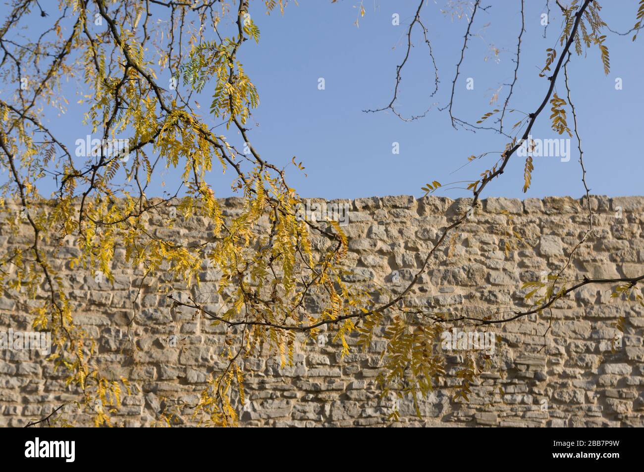 Herbstblätter mit Herbstfarben vor historischer Stadtmauer aus Sandstein und blauem Himmel Stockfoto