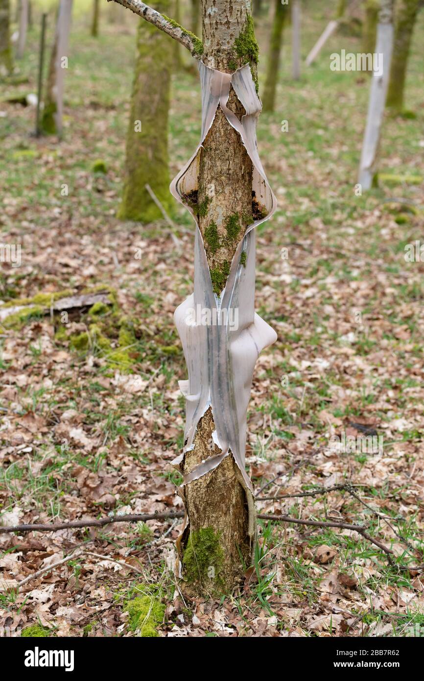 Zu lange um den Baum herum sind Baumschützer aus Kunststoff geblieben, was zu Baumschäden und Plastikeinwurf führt - Schottland Großbritannien Stockfoto