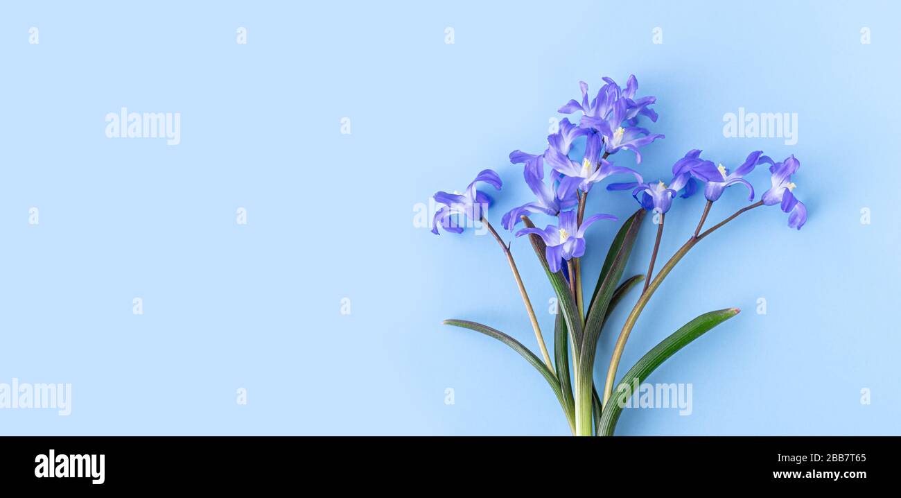 Scilla luciliae auf blauem Hintergrund Nahaufnahme. Bauchige blühende Pflanzen. Flaches Lay. Kopierbereich. Stockfoto