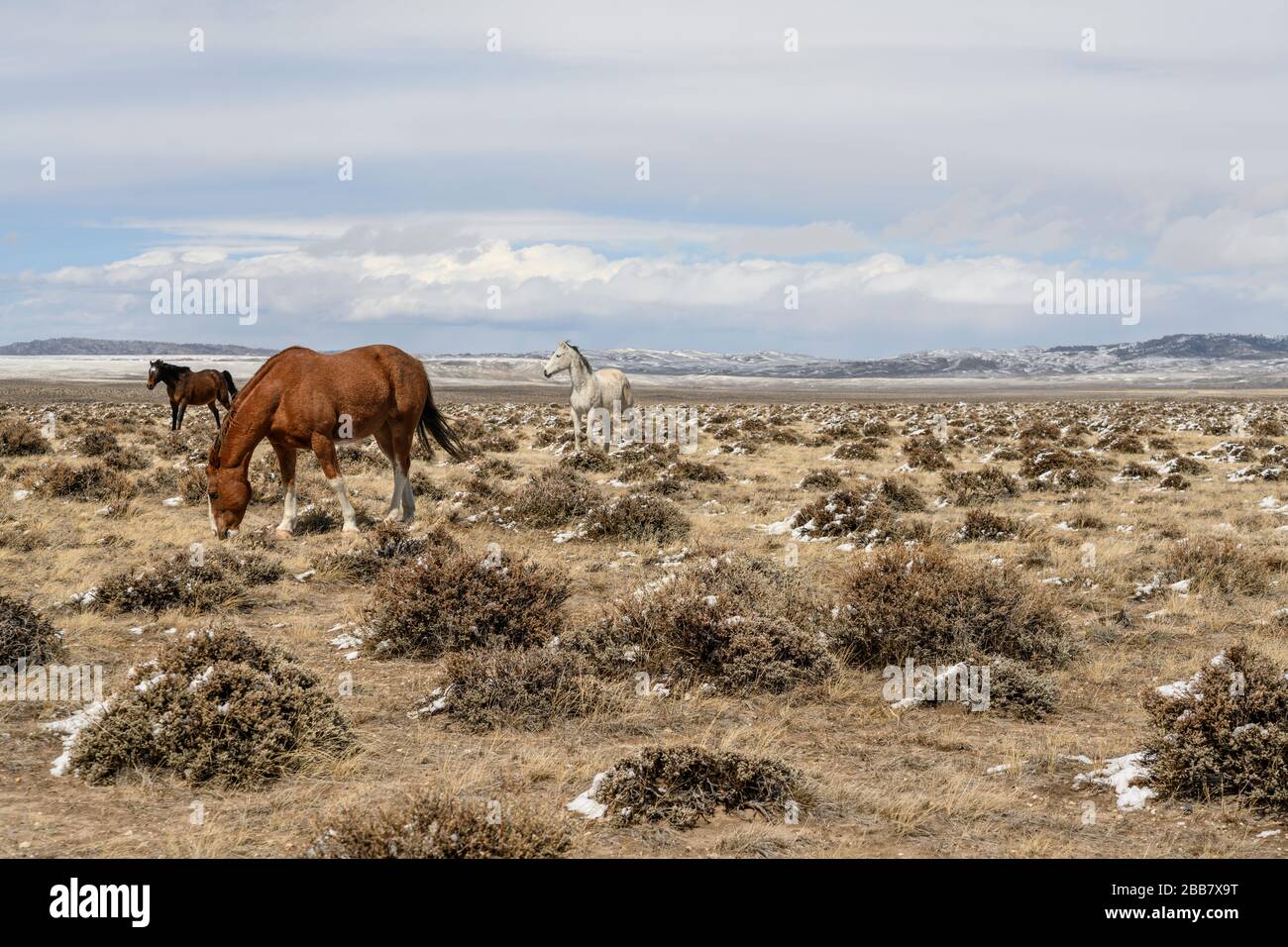 Wilde Pferde weiden auf der offenen Sagebürstenprairie von Wyoming. Stockfoto