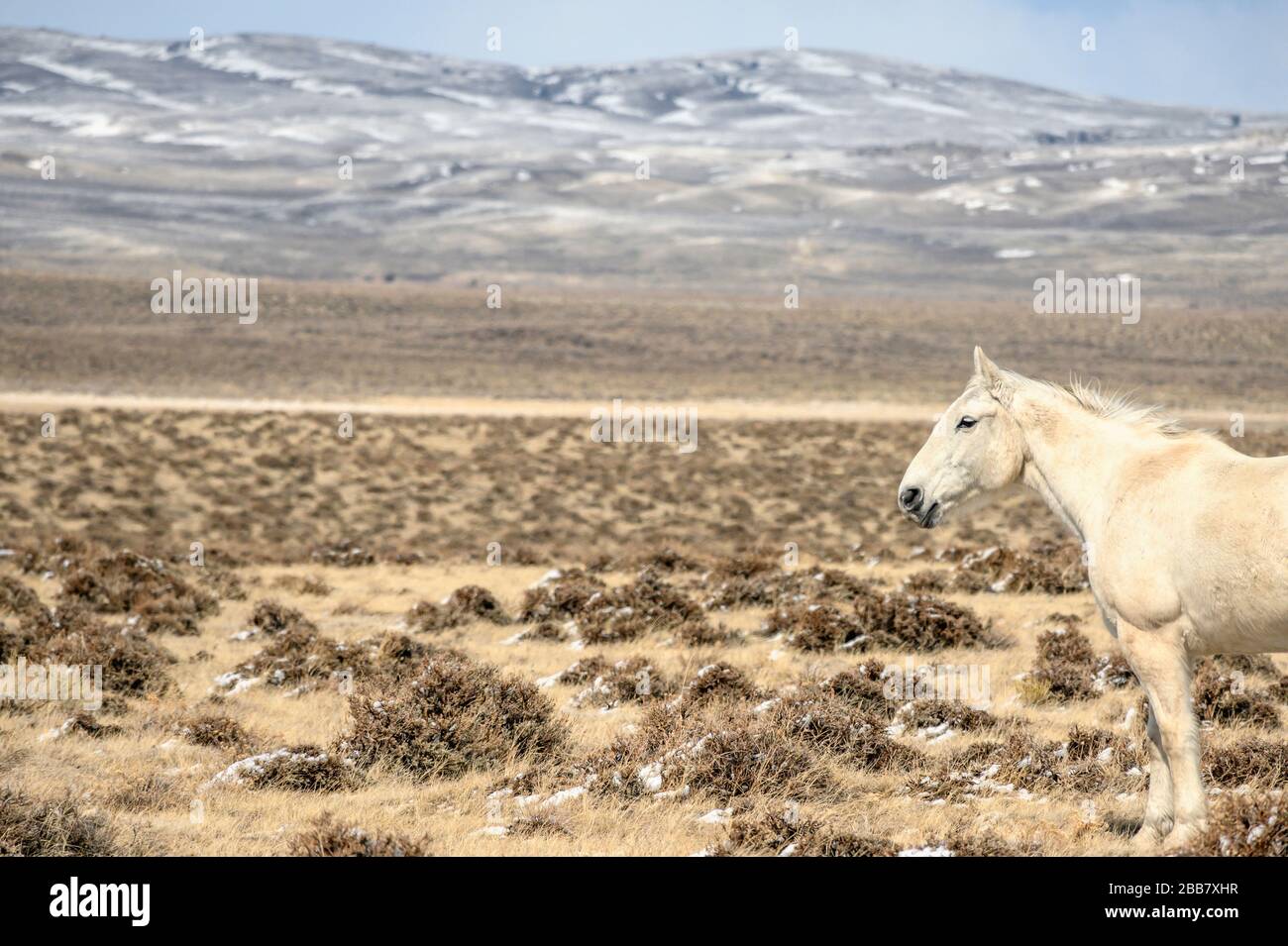 Wilde Pferde weiden auf der offenen Sagebürstenprairie von Wyoming. Stockfoto