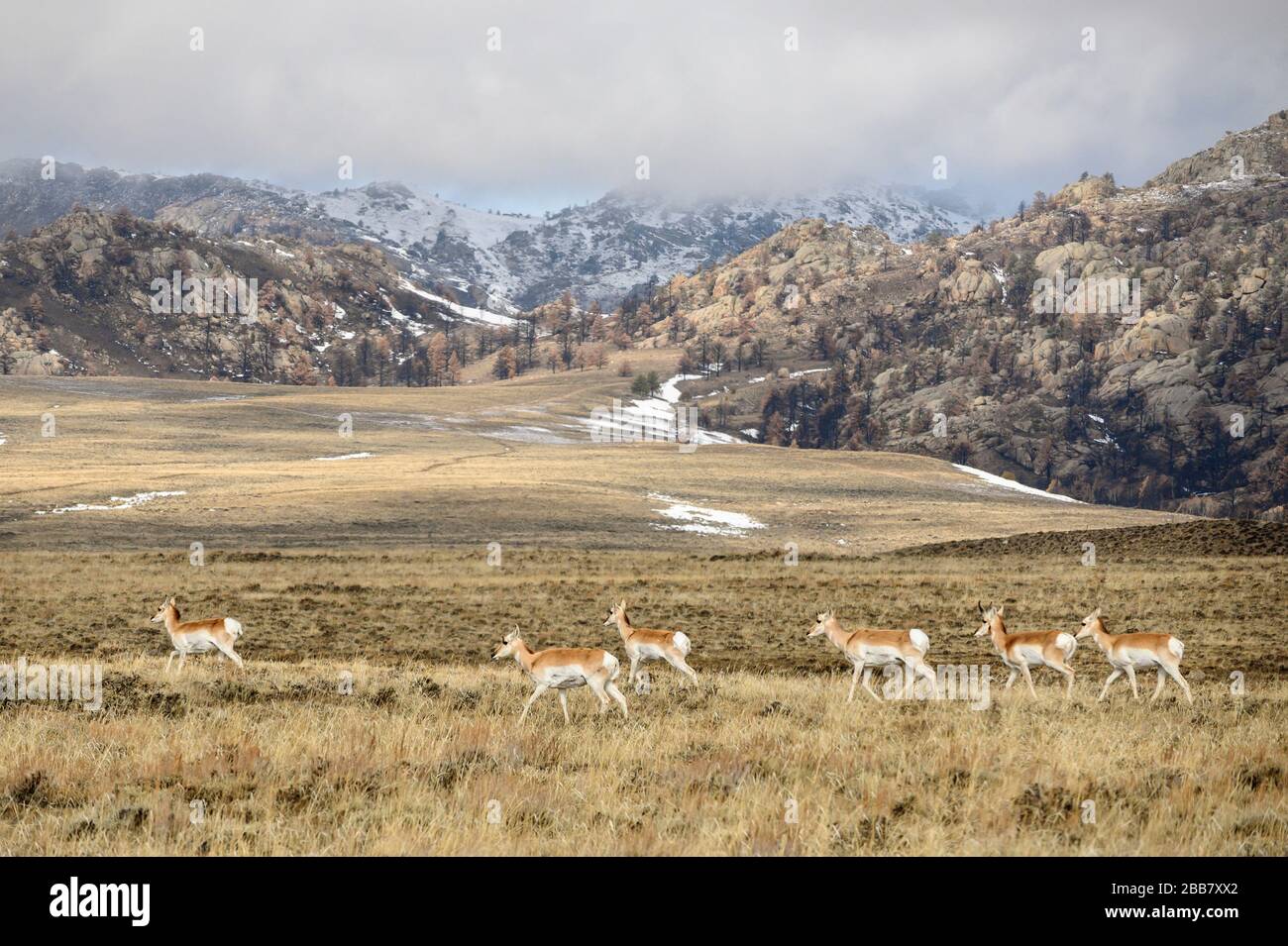 Kleine Herde von Pronghorn Antelope weiden im Sagebush des Carbon County, Wyoming. Stockfoto