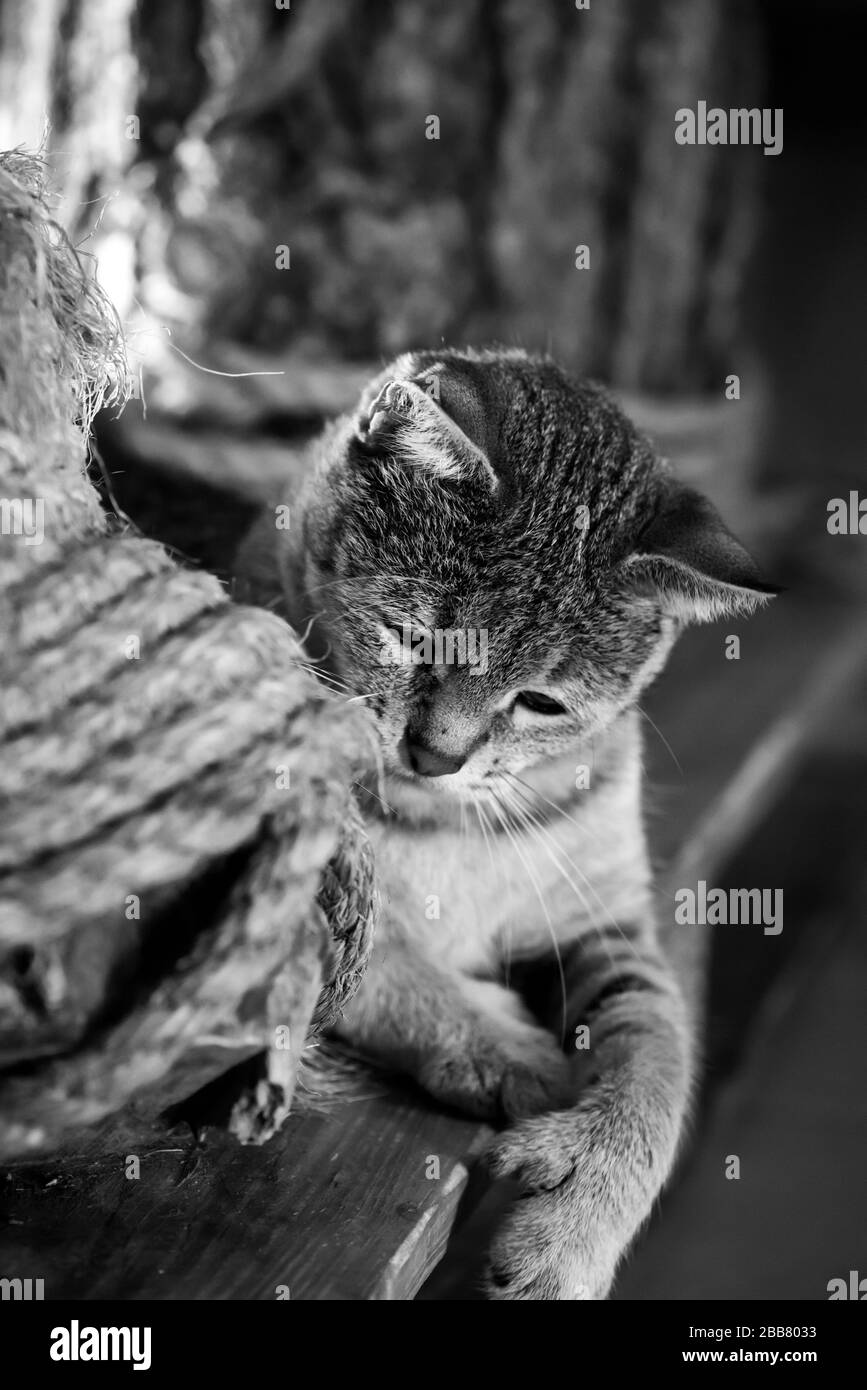 pixie-bob-Katze, die neben einem kratzenden Pfosten einschläft Stockfoto