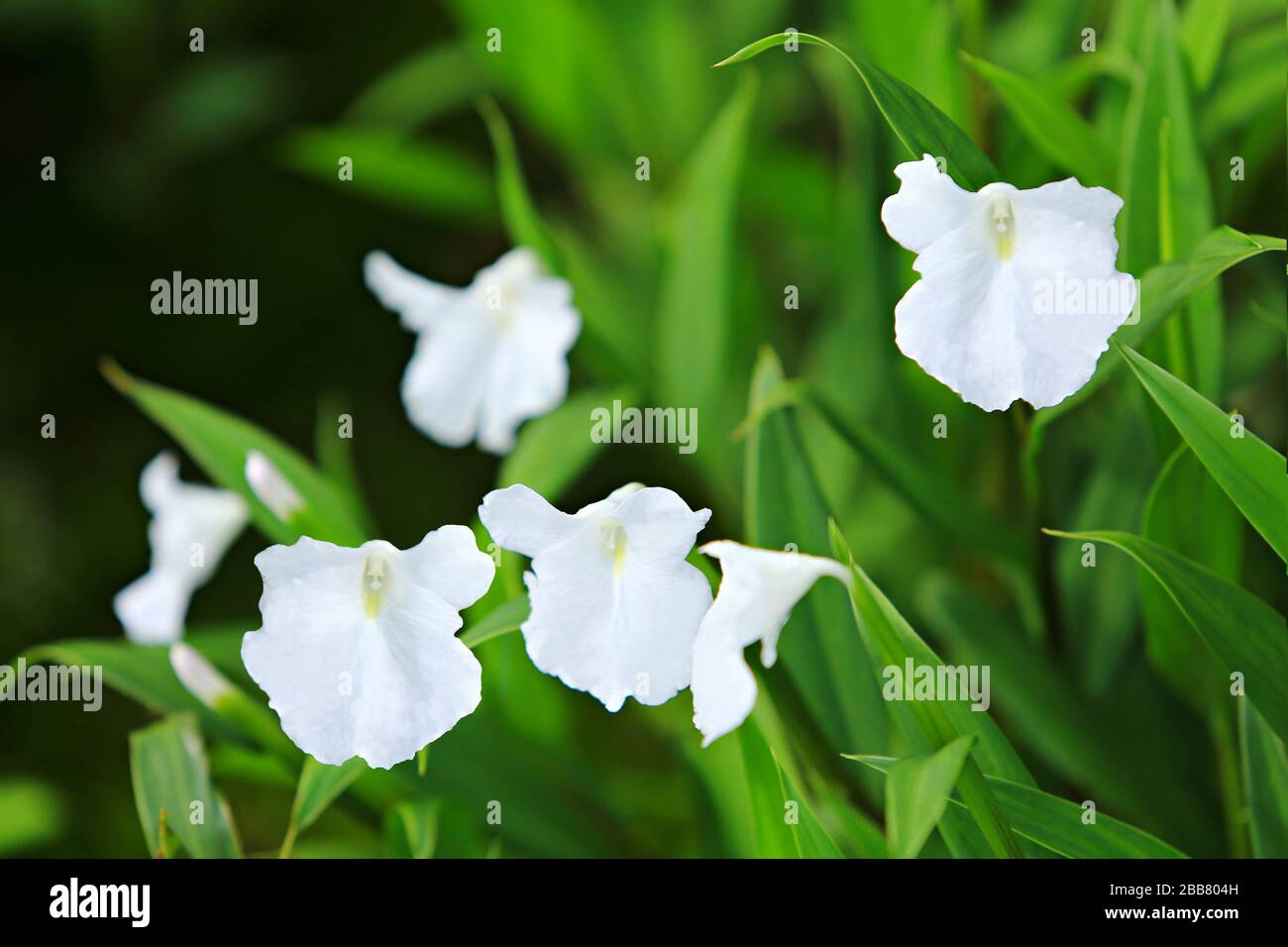 Schließen Sie Caulokaempferia Alba Wildblumen Stockfoto