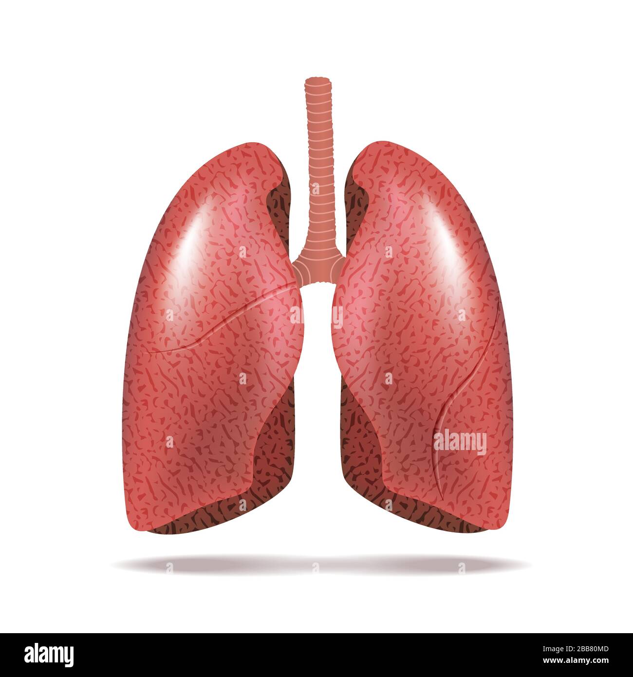 Menschliche Lunge isoliert auf weiss Stock Vektor