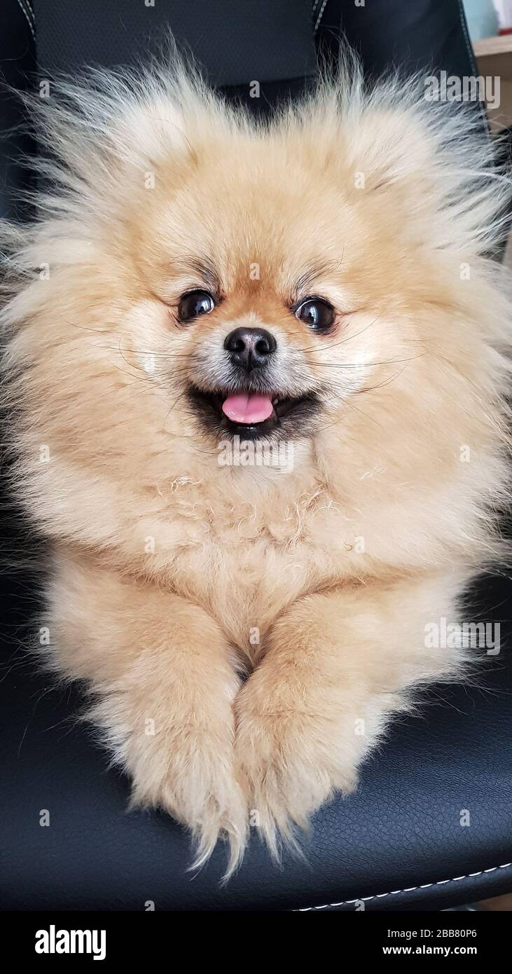 Lächerlicher Spitzhund sitzt auf schwarzem Hintergrund. Süßes Pommerschen lächelte. Mobile Fotografie. Stockfoto