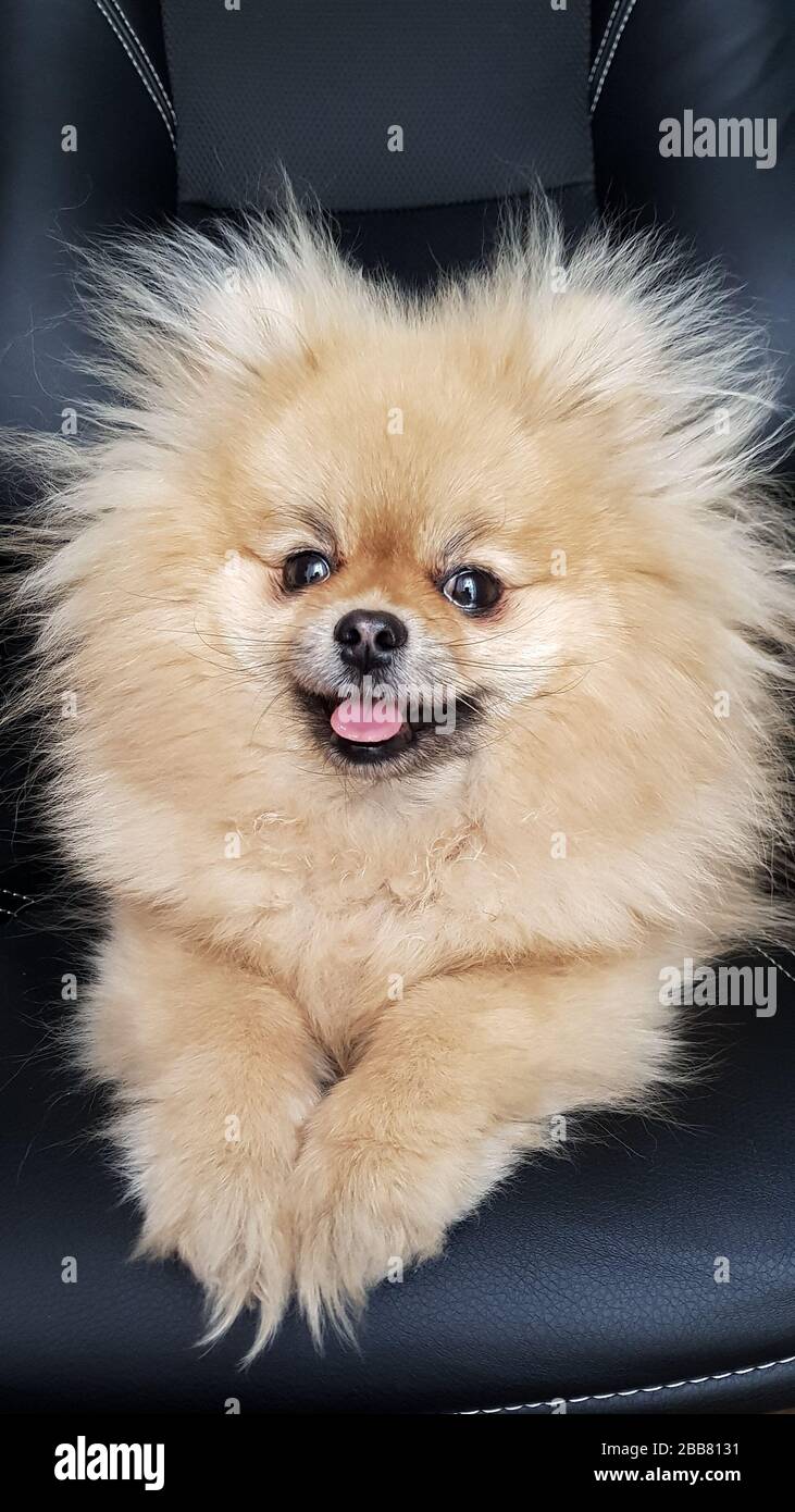 Lächerlicher Spitzhund sitzt auf schwarzem Hintergrund. Süßes Pommerschen lächelte. Mobile Fotografie. Stockfoto