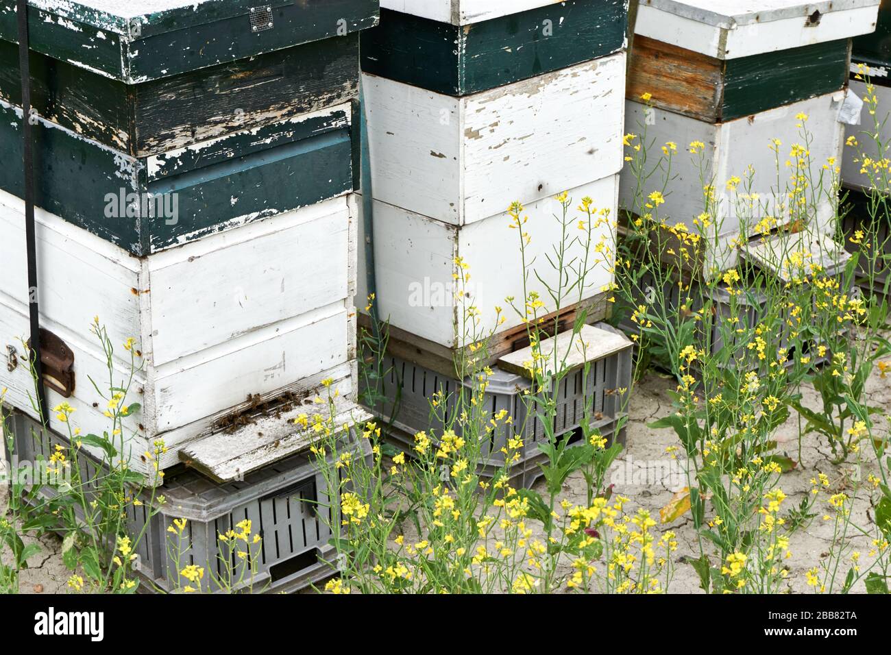 Bienenstöcke in Folge. Drei alte verwitterte weiße und grüne Bienenkörbe oder Waben mit Honigbienen umgeben von gelben Rapsblumen. Stockfoto