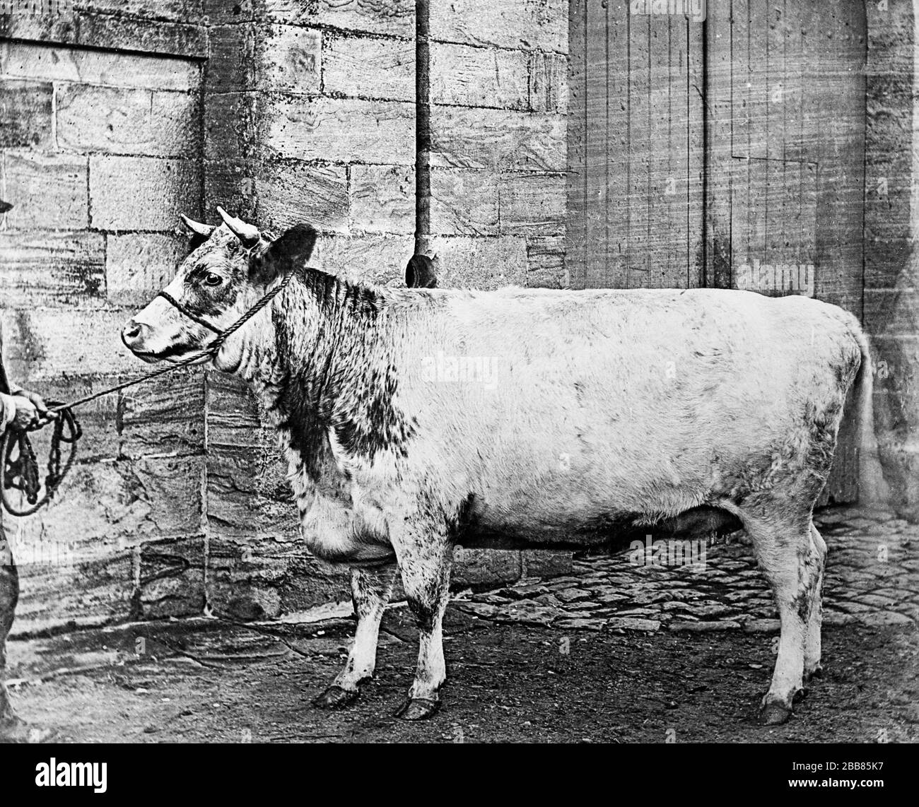 Vintage Schwarz-Weiß-Foto. Ein spätviktorianisches Foto mit einer kurzen Horn-Kuh. Stockfoto