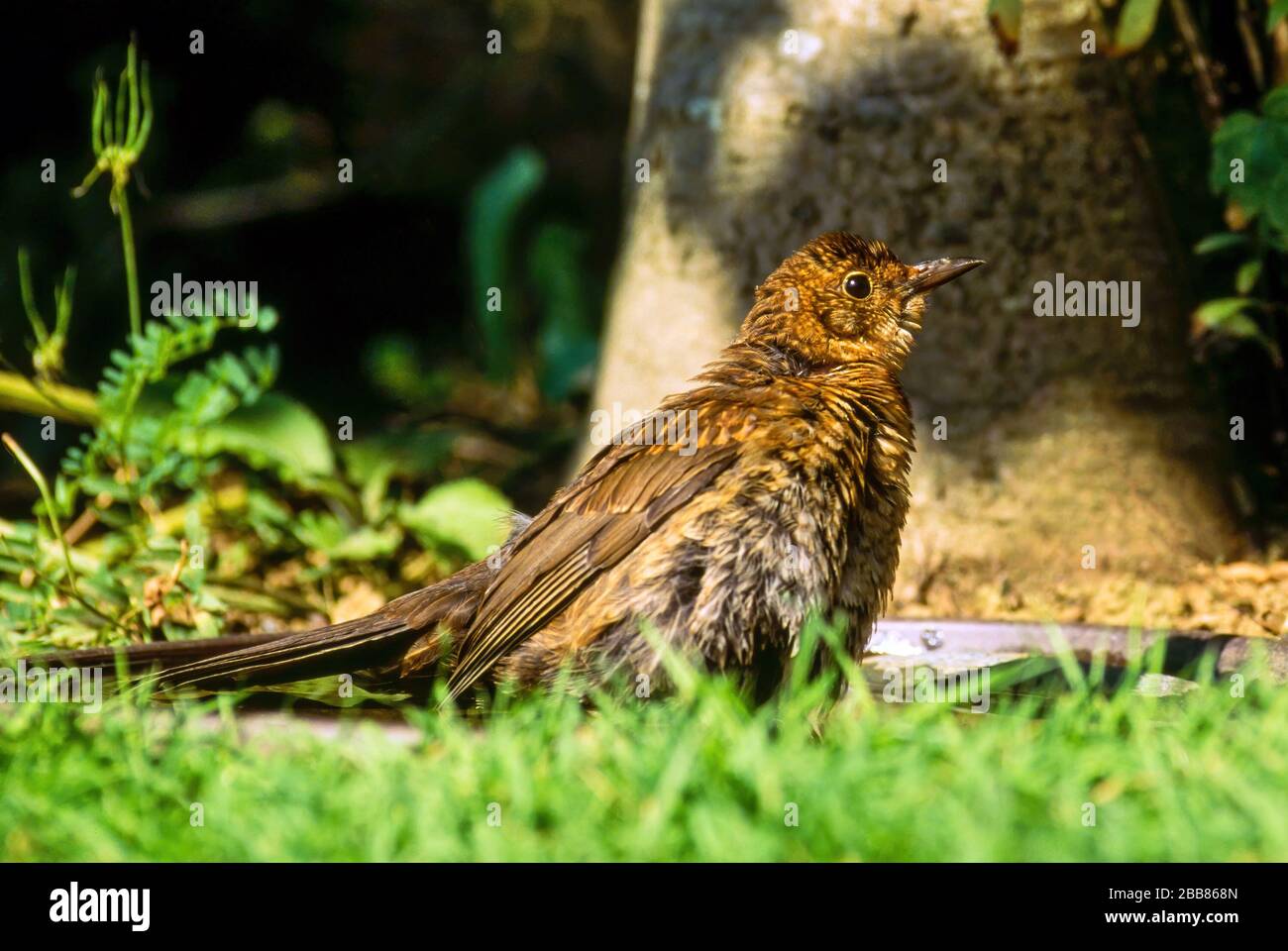 Flauschiger, juveniler, junger häufiger Schwarzvogel (Turdus merula) im Vogelbad mit grünem Gras im Vordergrund, England, Großbritannien Stockfoto