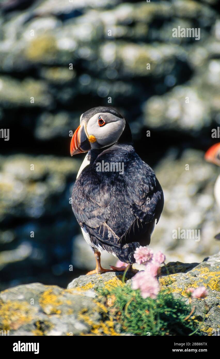 Ein Erwachsener, Common Puffin/Atlantic Puffin (Fratercula arctica), der auf Meeresklippen, Insel Lunga, Schottland, Großbritannien sitzt Stockfoto