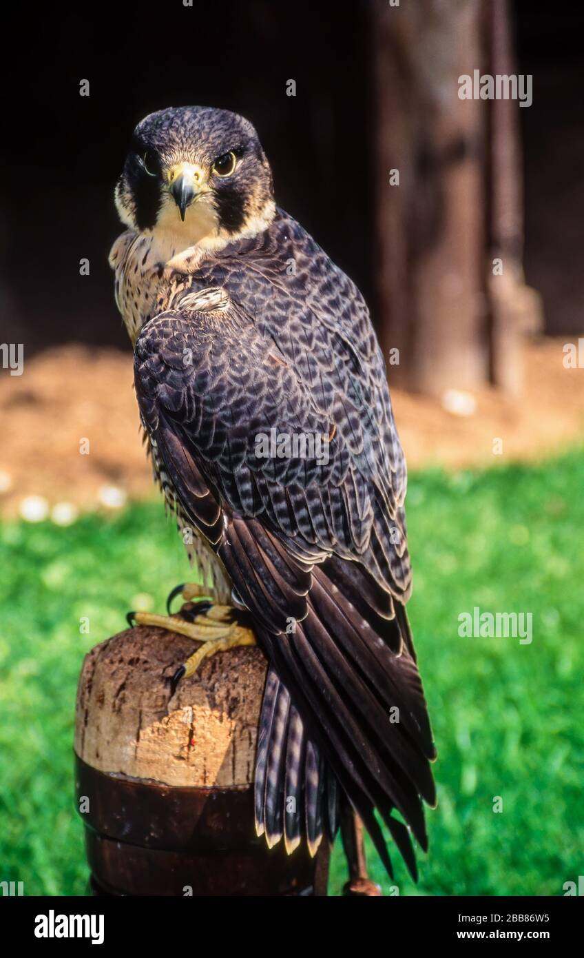 Peregrine Falcon (Falco peregrinus) auf Holzperch sitzend, mit Blick auf Kamera, Newent Falconry Center, Gloucestershire, England, Großbritannien Stockfoto