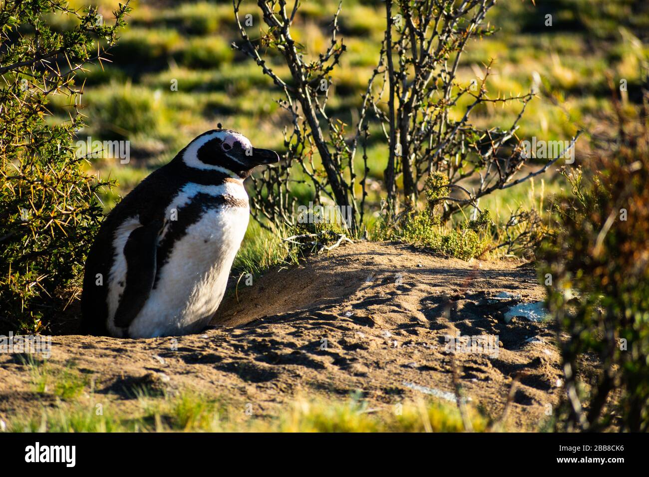 Junger Magellanischer Pinguin unter den Büschen, in Puerto Santa Cruz, Argentinien. Zwei Stockfoto