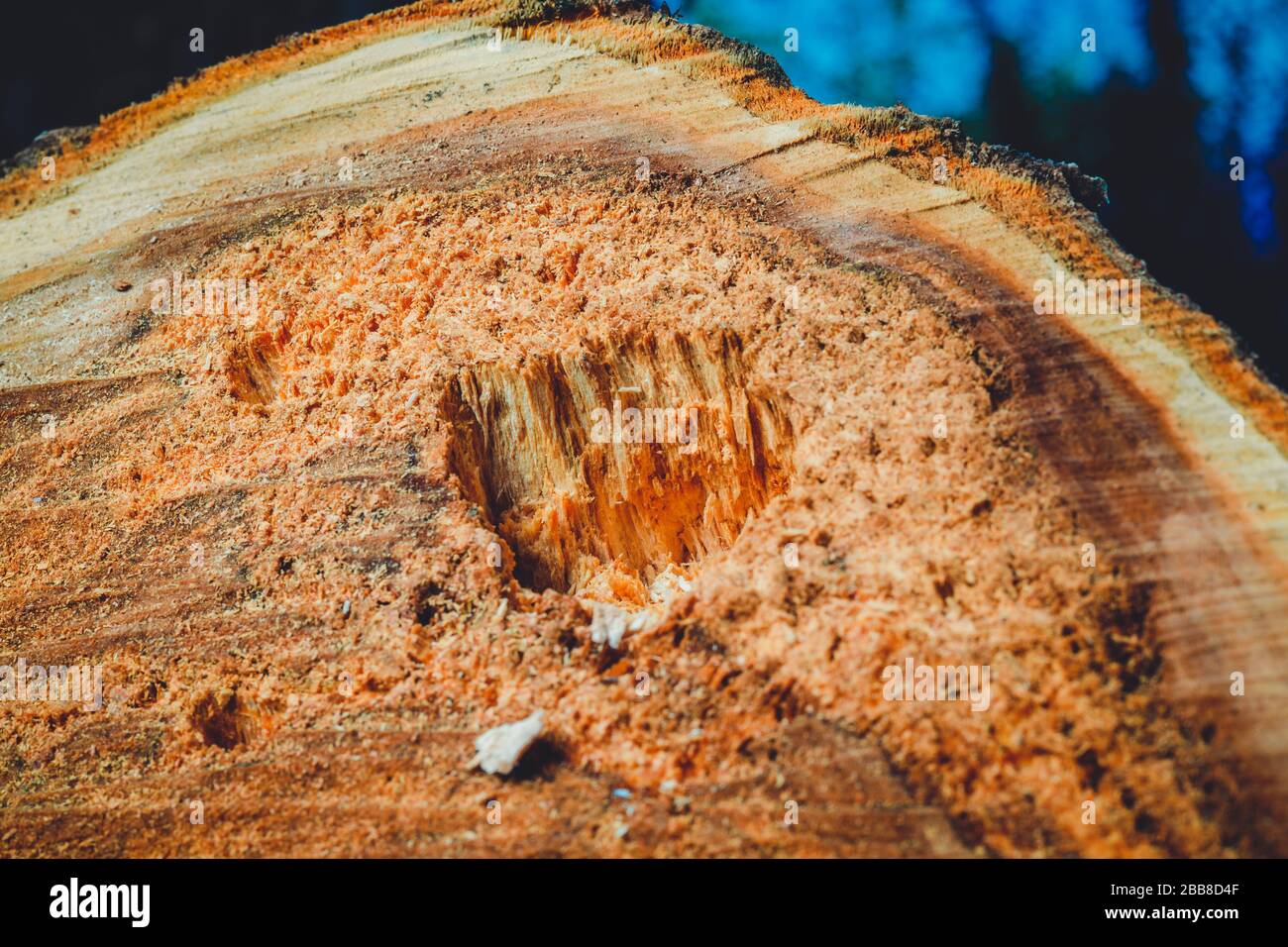 Trank einen alten Baum. Ein Apple. Der Holzverarbeitung. Textur. Stockfoto