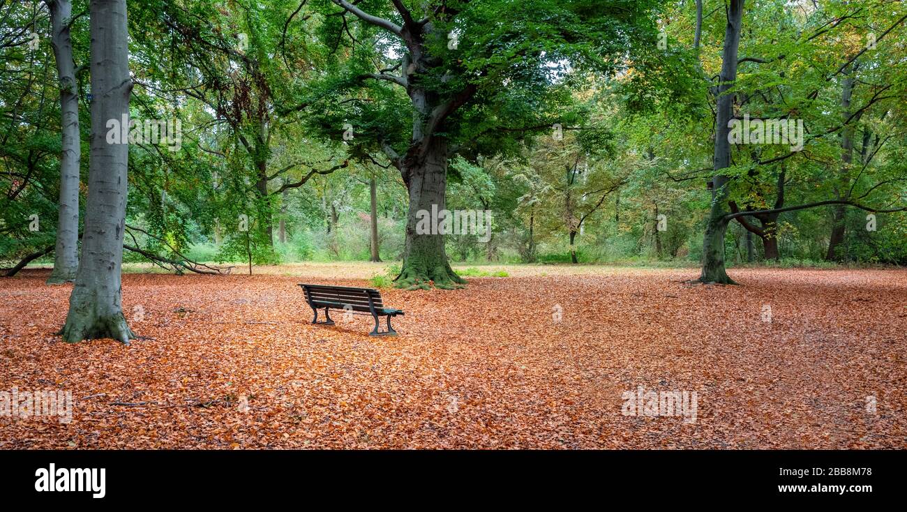 Die Farben des Laubes im Herbst in einem Park in Berlin Stockfoto