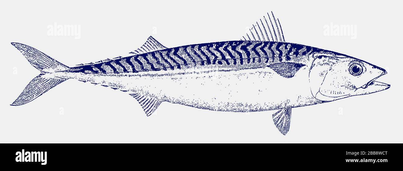 Atlantische Makrele, scomber scombrus, ein wichtiger Zugfisch in Seitenansicht nach einer antiken Illustration aus dem 19. Jahrhundert Stock Vektor