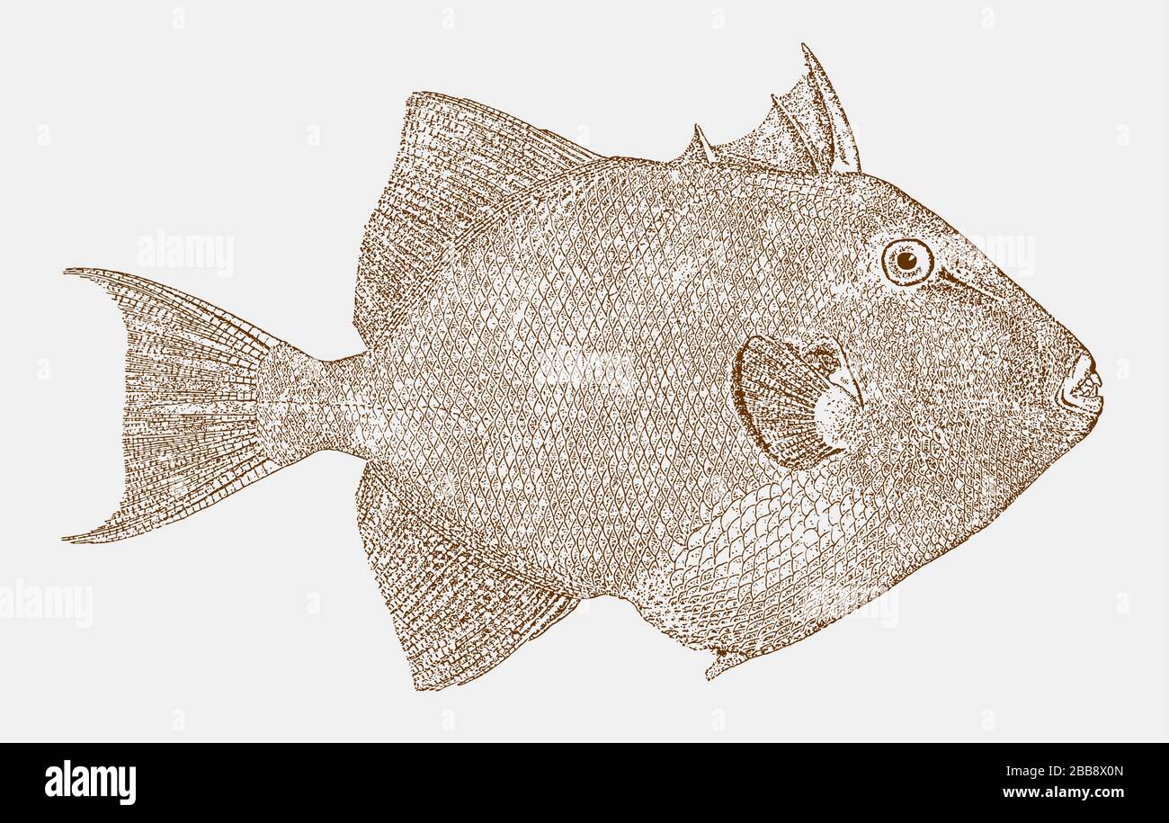 Grauer Triggerfisch balistes Capriscus, ein strahlenfingerter Fisch aus dem atlantik in Seitenansicht Stock Vektor