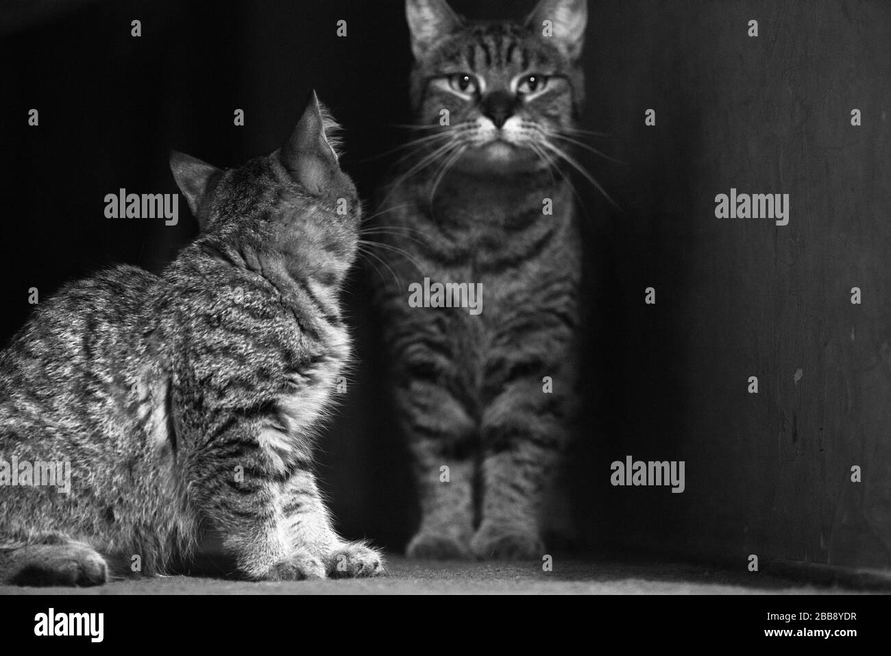 Schwarz-weißes Foto von Mutter und Kätzchen Pixie-Bobs in einem dunklen Flur Stockfoto