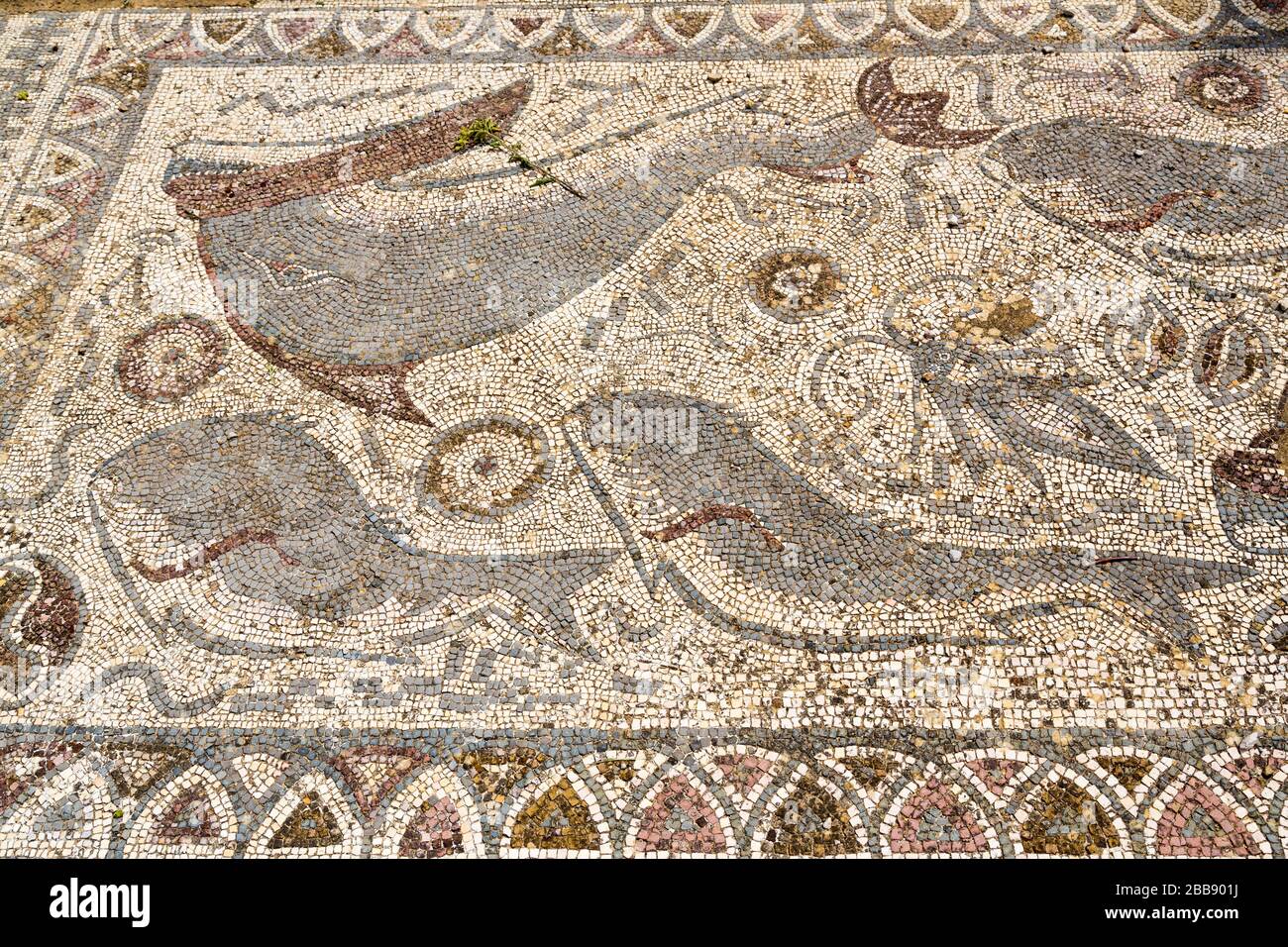 Dolphin Fußbodenmosaik, römische Ruinen, Milreu, Algarve, Portugal Stockfoto