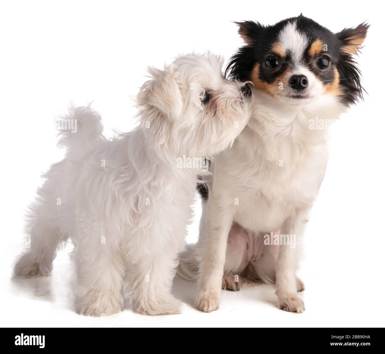 Maltesischer Bichon-Welpe mit chihuahua auf weißem Hintergrund Stockfoto
