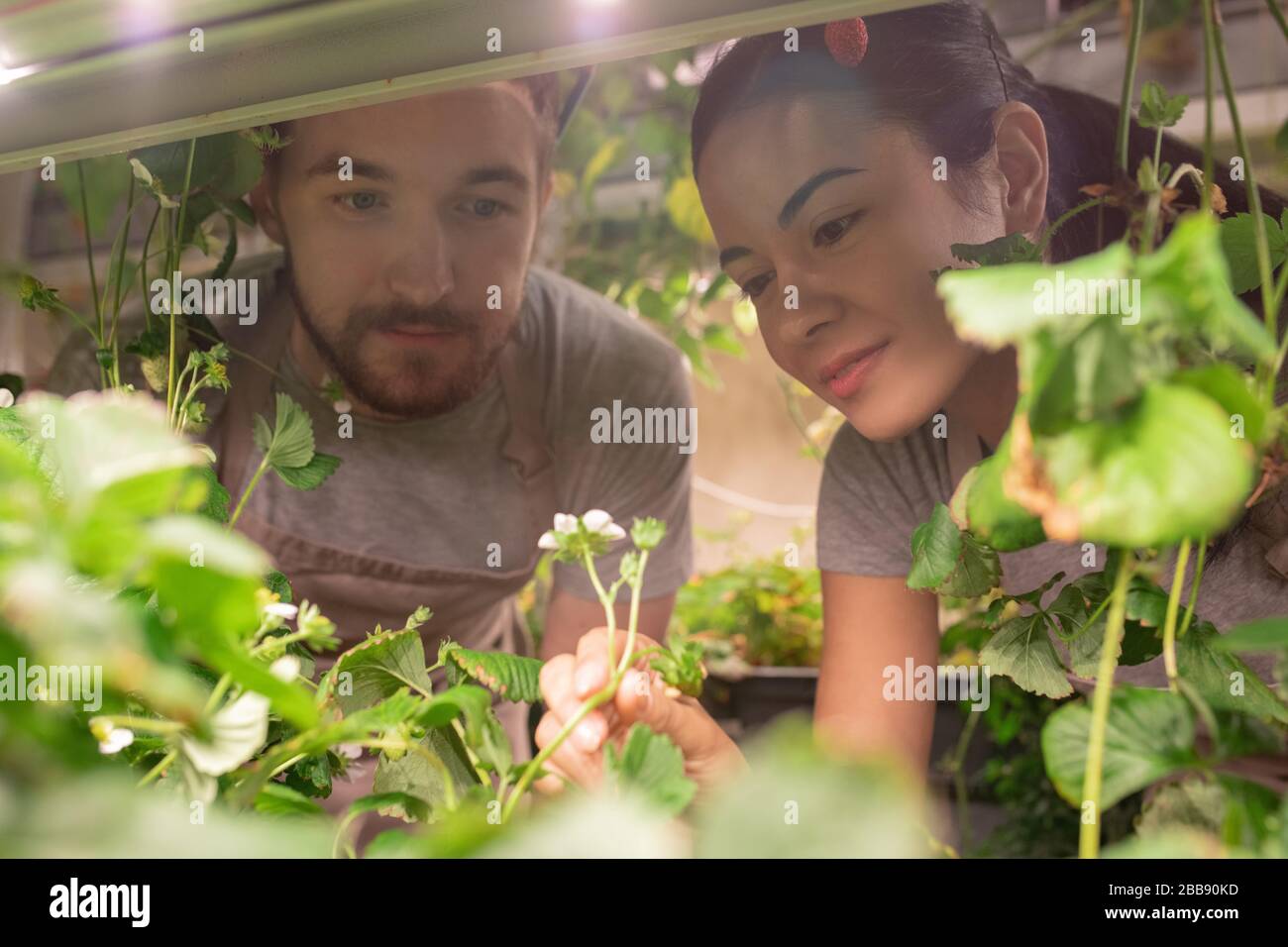 Nahaufnahme von jungen Spezialisten, die die Blume überprüfen, während sie Erdbeerblüten im Gewächshaus inspizieren Stockfoto