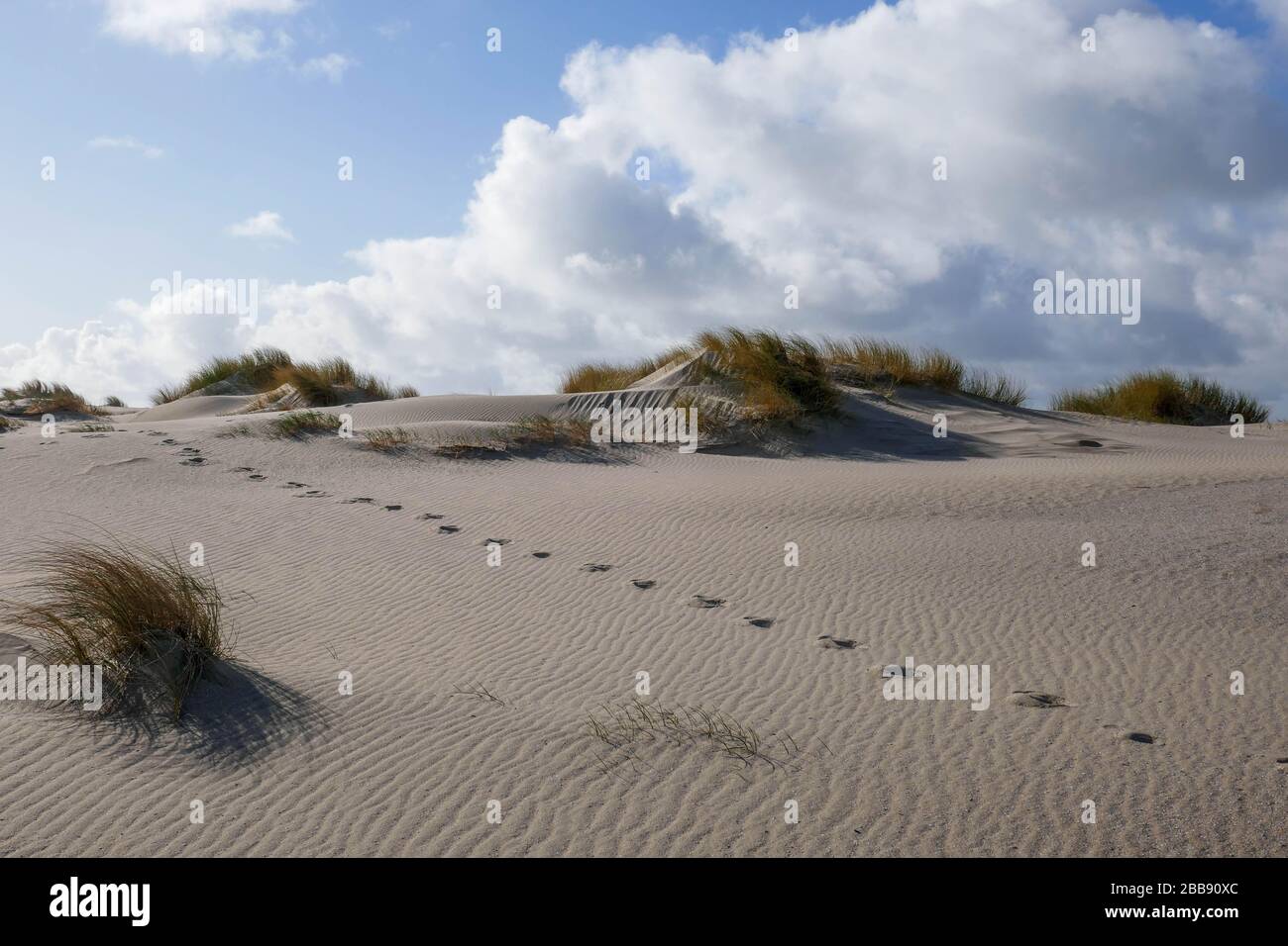 Fußstapfen in neu entstandenen Dünen beim zandmotorischen Projekt in Kijkduin, den Haag Stockfoto