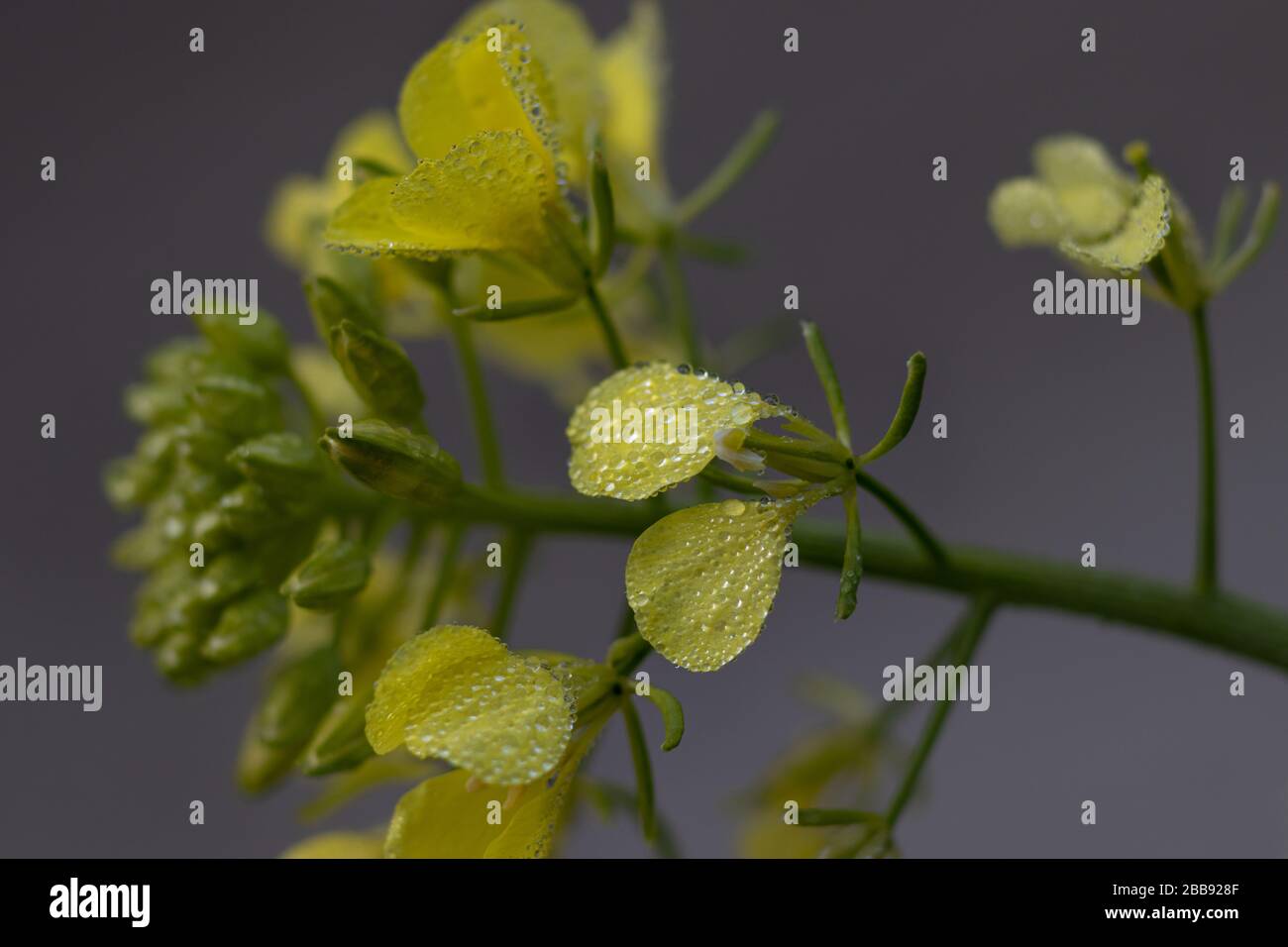 Sinapis arvensis, der Scharlocksenf im Frühjahr gelb blüht vor einem verschwommenen grauen Hintergrund. Nahaufnahme mit winzigen Tropfen Tau. Stockfoto