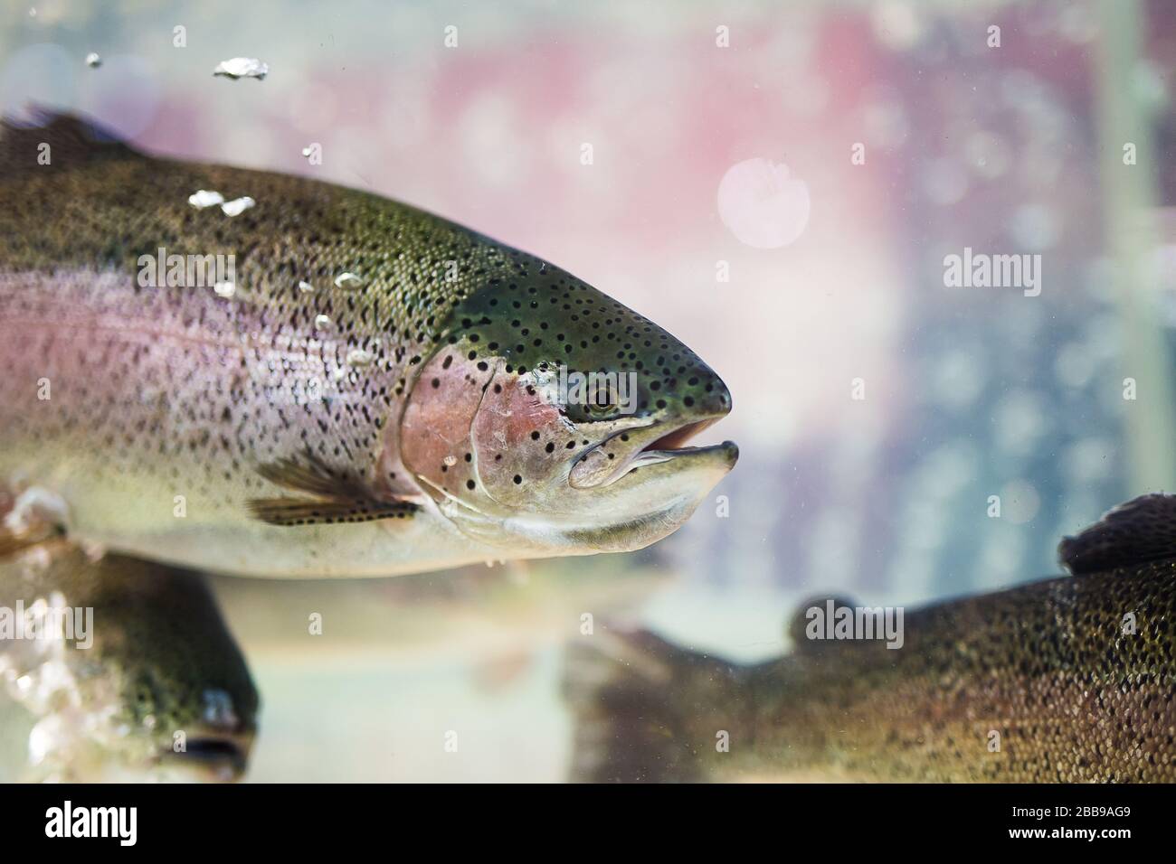 Steelhead-Forelle oder Regenbogenforelle schweben unter Wasserhintergrund Stockfoto