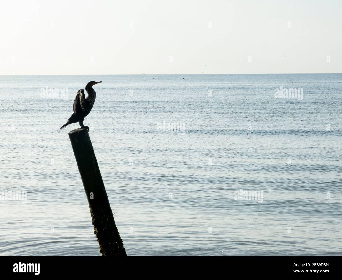 Silhouette eines Kormorans auf einem Pfosten im Ozean. Stockfoto