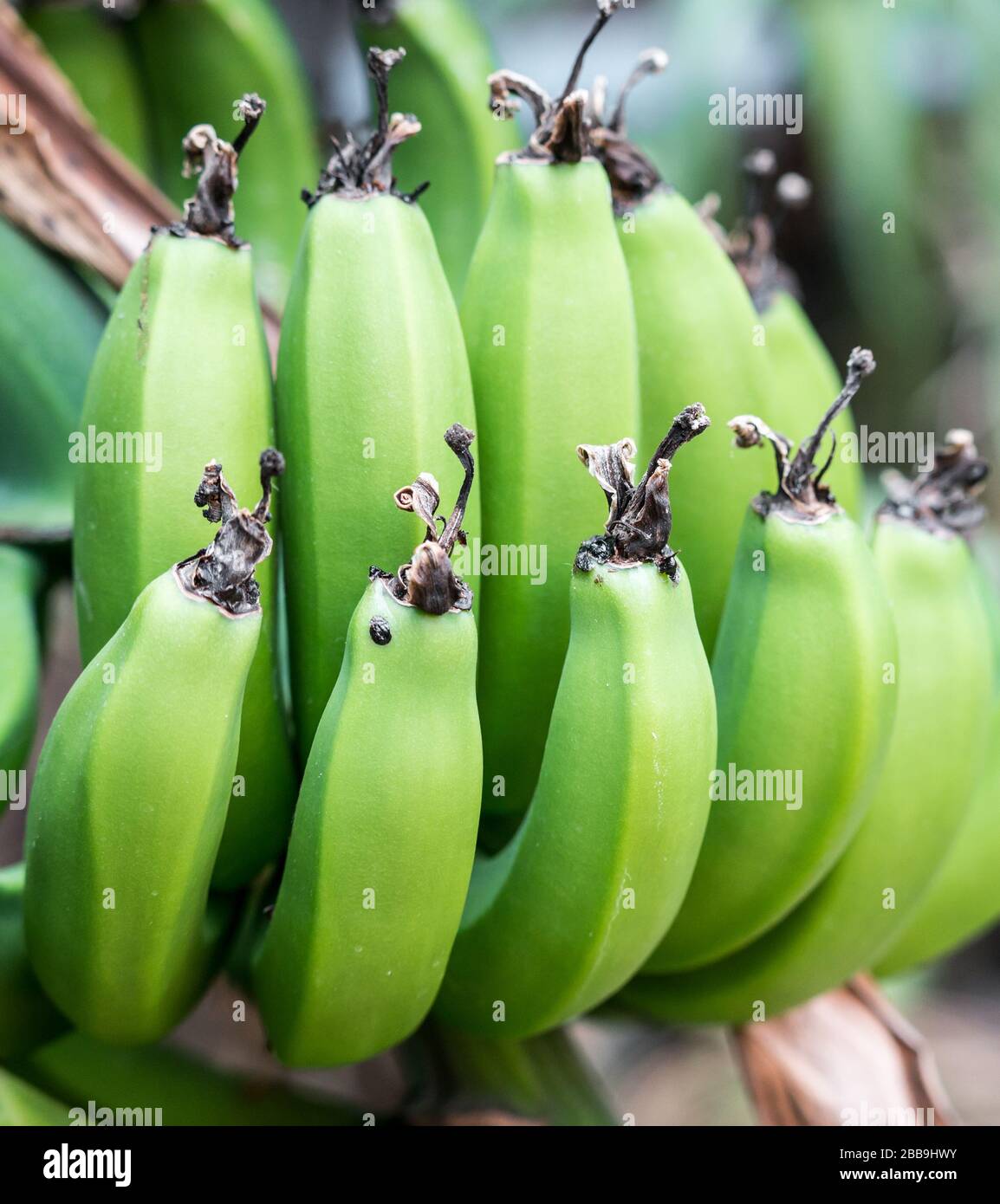 Nahaufnahme von grünen unreifen Bananen, die auf einem Bananenbaum wachsen. Stockfoto