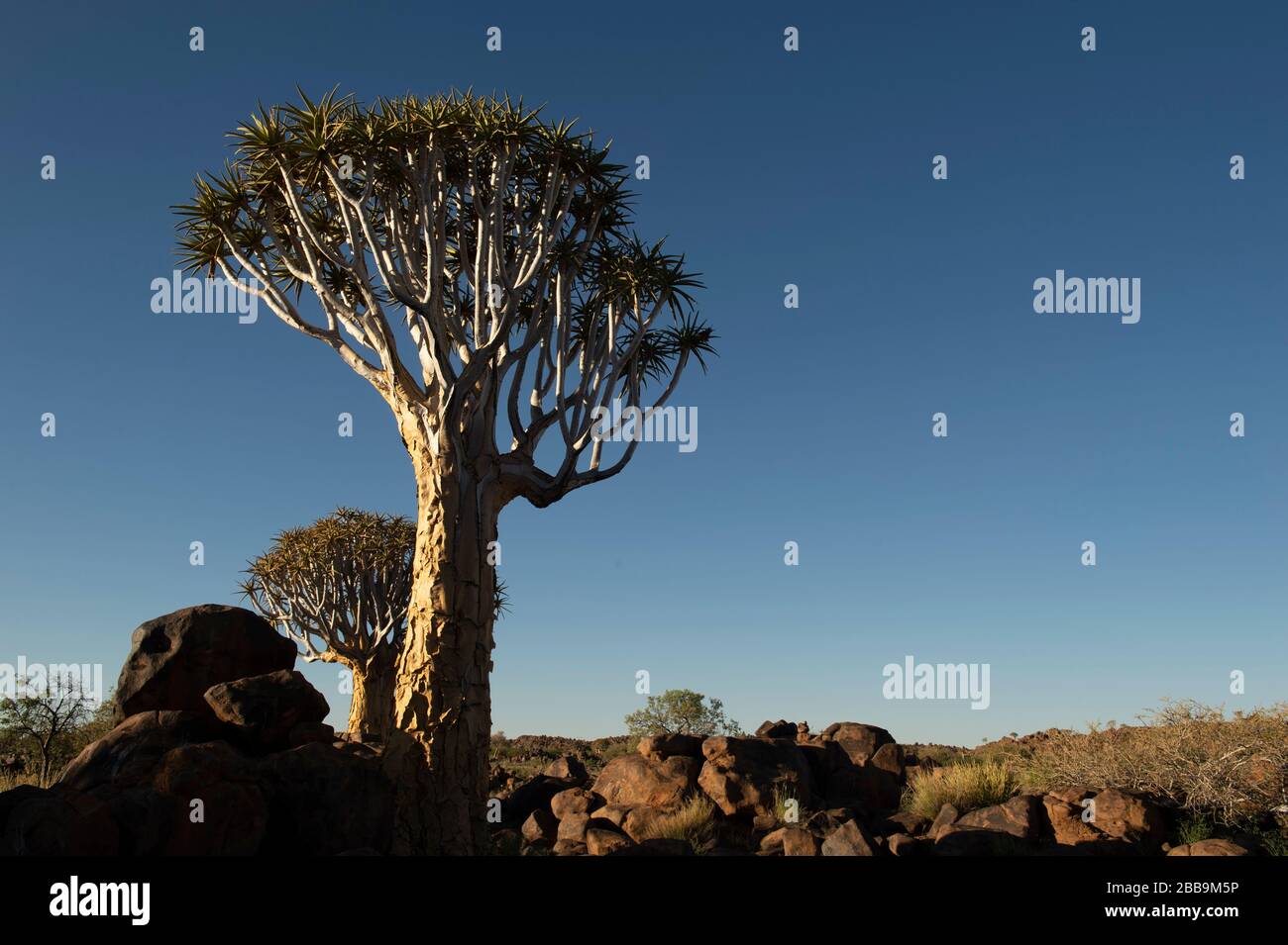 Köcherbaumwald in Namibia Stockfoto
