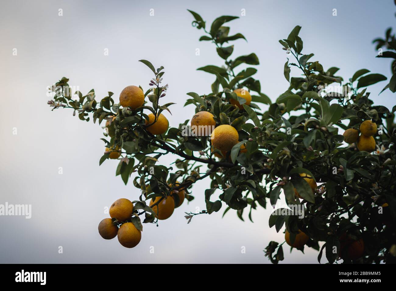 Bitterer orangefarbener Baum mit Früchten und Blumen, vor einem verschwommenen Hintergrund. Stockfoto