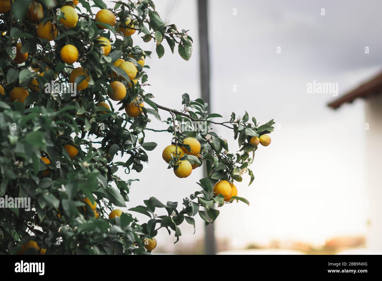 Bitterer orangefarbener Baum mit Früchten und Blumen, vor einem verschwommenen Hintergrund. Stockfoto