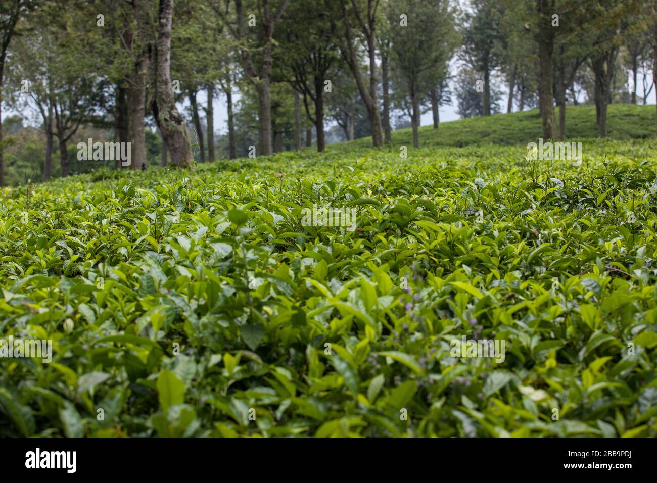 Teeplantage im östlichen Afrika Grenzen an den Kongo und Ruanda Stockfoto